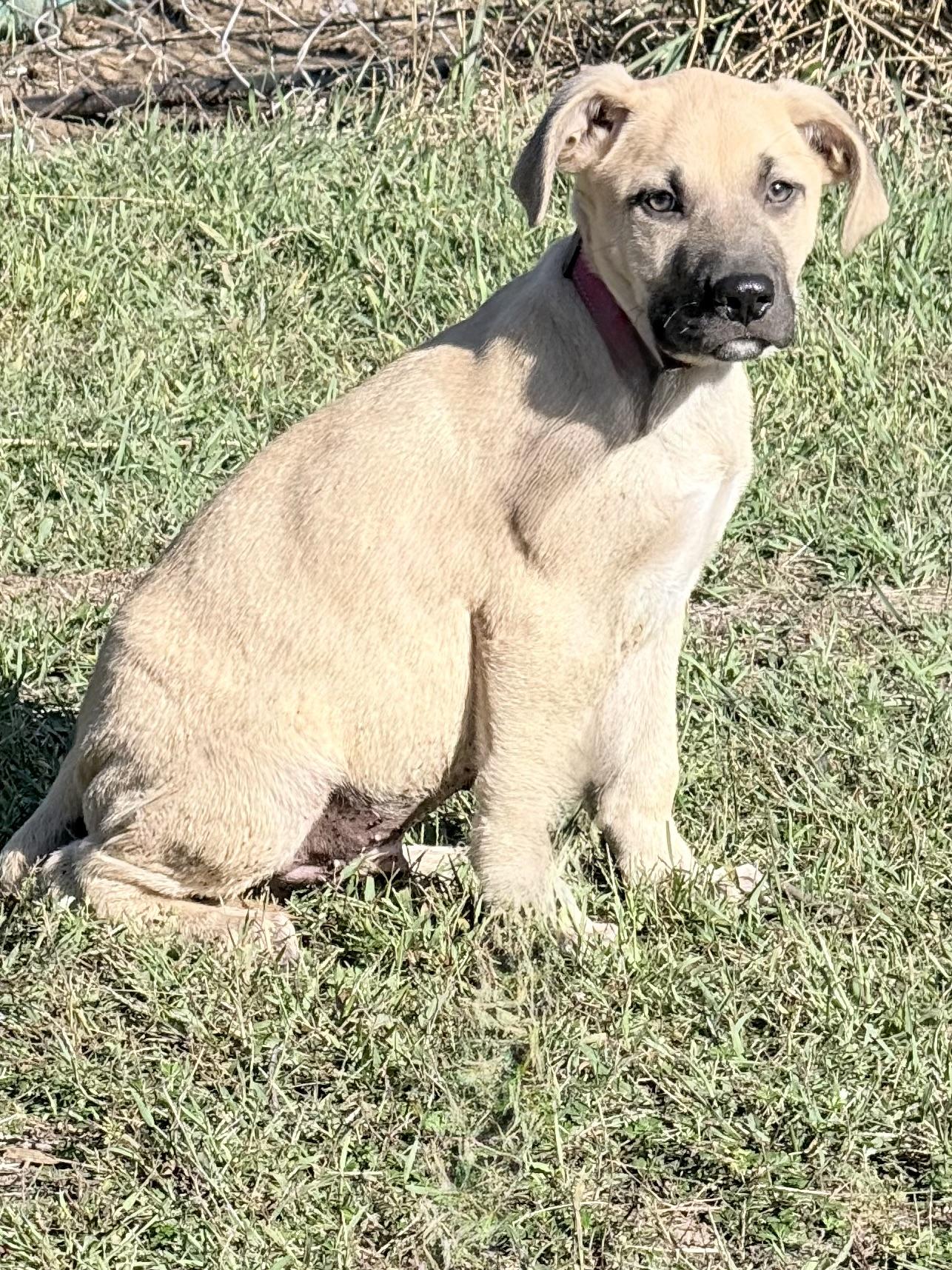 Enlarge Boss, a Adoptable mixed breed in South Saint Paul, MN image 3/5