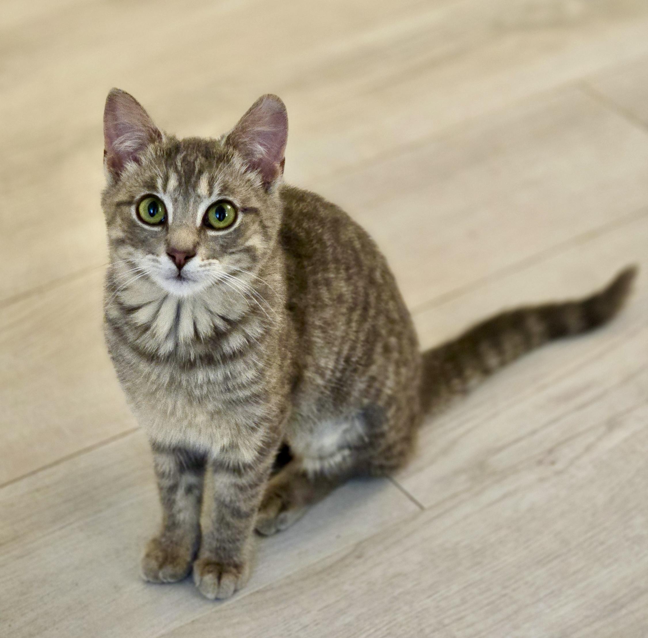 Enlarge Mila (bonded with Milton), an adopted mixed breed in Toronto, ON image 3/6