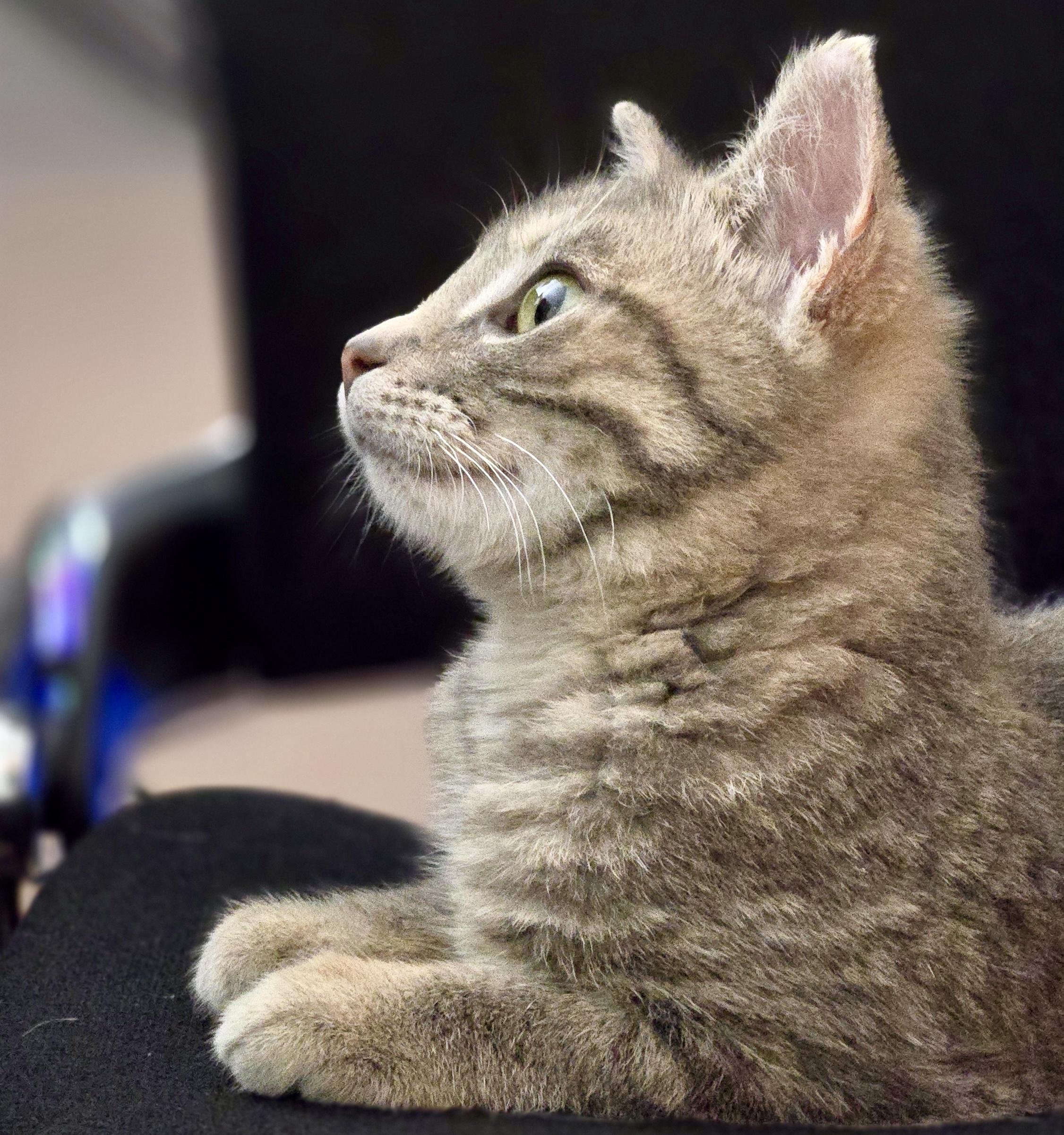 Enlarge Mila (bonded with Milton), an adopted mixed breed in Toronto, ON image 2/6