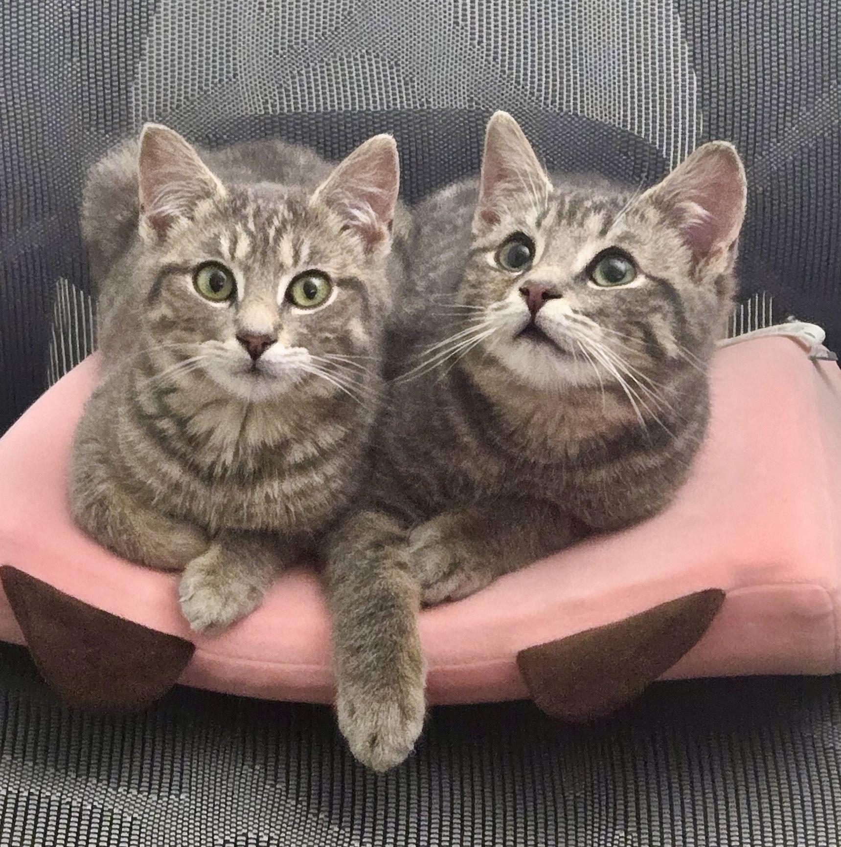 Enlarge Mila (bonded with Milton), an adopted mixed breed in Toronto, ON image 4/6