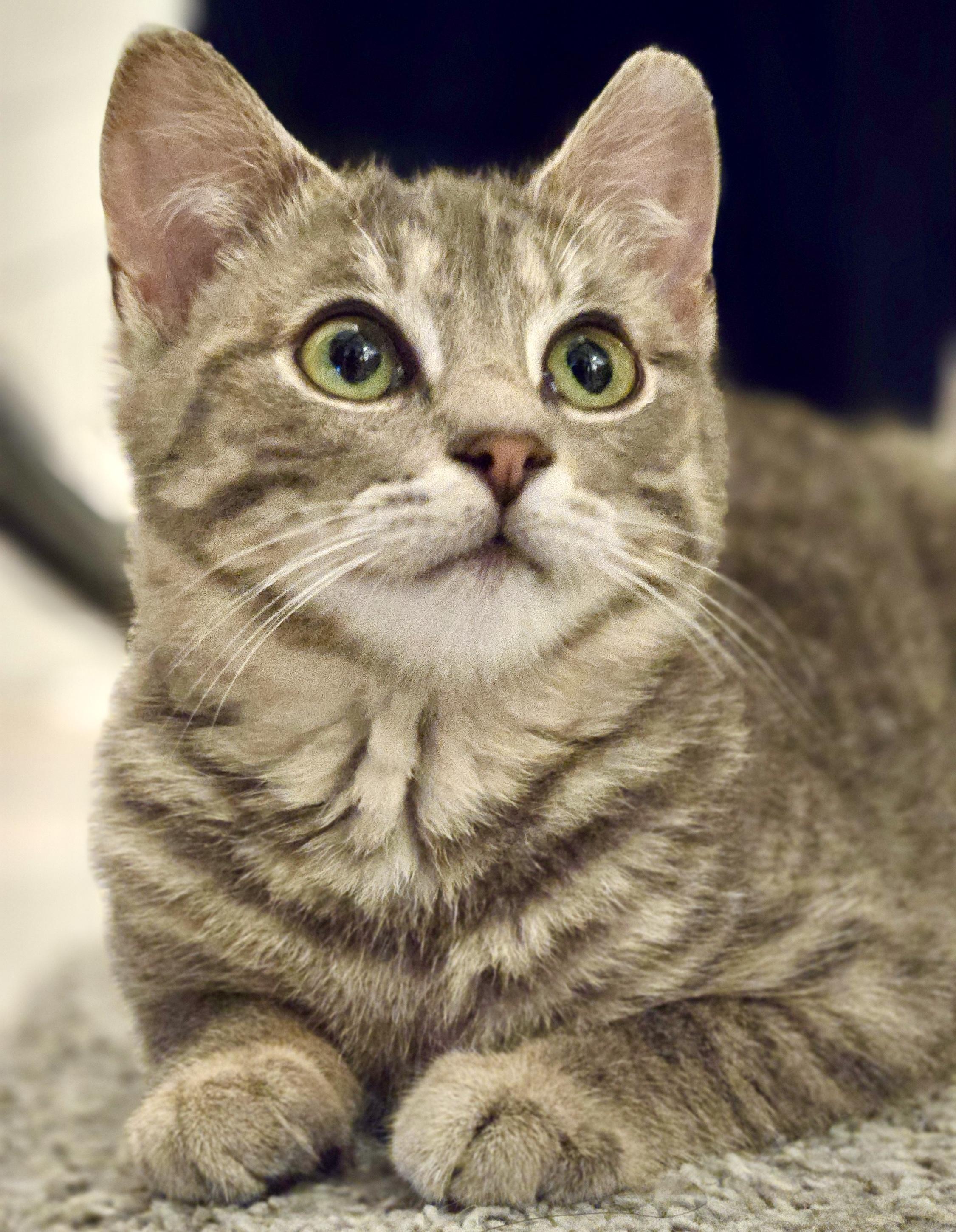 Mila (bonded with Milton), adopted, Kitten Female Tabby & Domestic Short Hair.