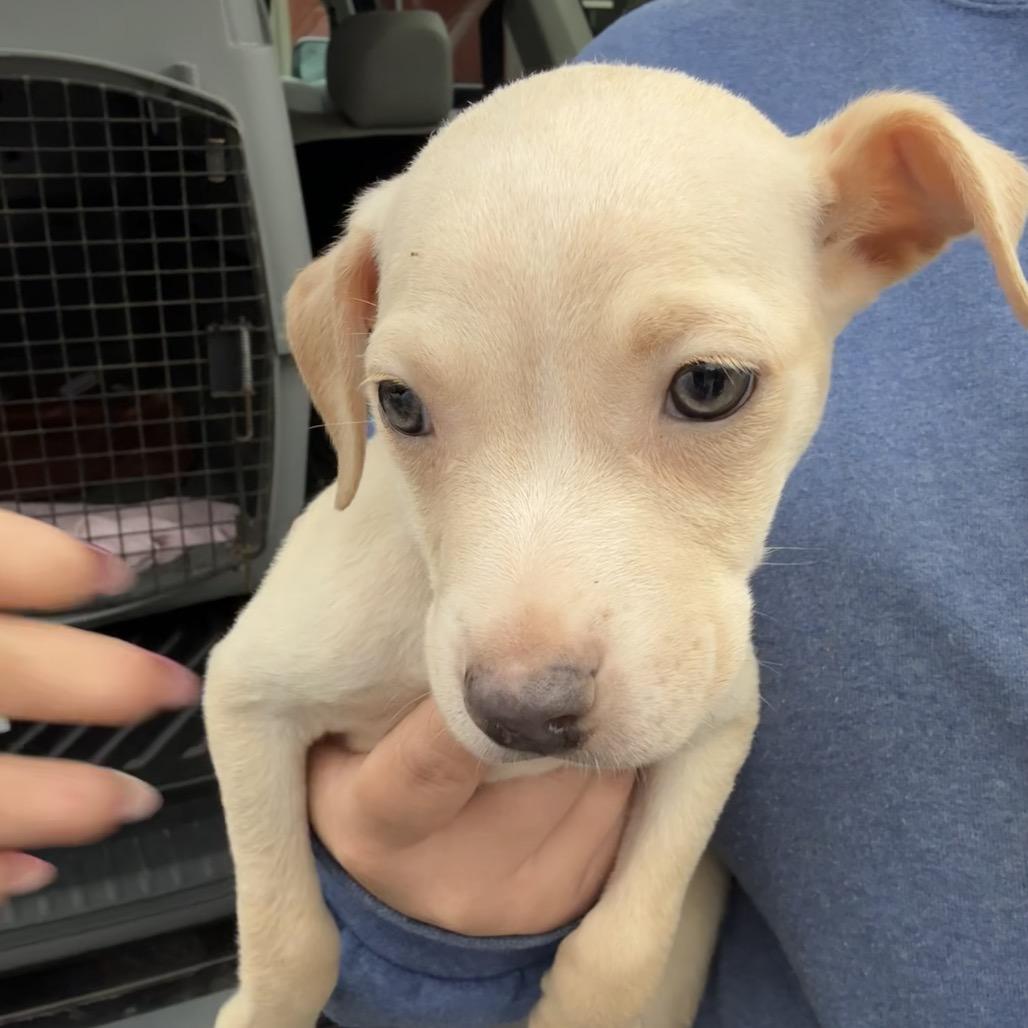 Laa-Laa, Adoptable, Puppy Female Mixed Breed.