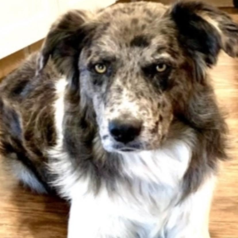 Duke, adopted, Adult Male Australian Shepherd.