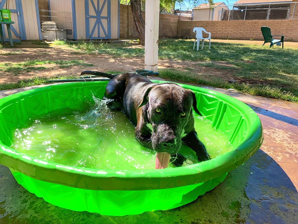 Enlarge Tonka, a Adoptable mixed breed in Phoenix, AZ image 1/10
