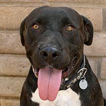 Enlarge Tonka, a Adoptable mixed breed in Phoenix, AZ image 2/10