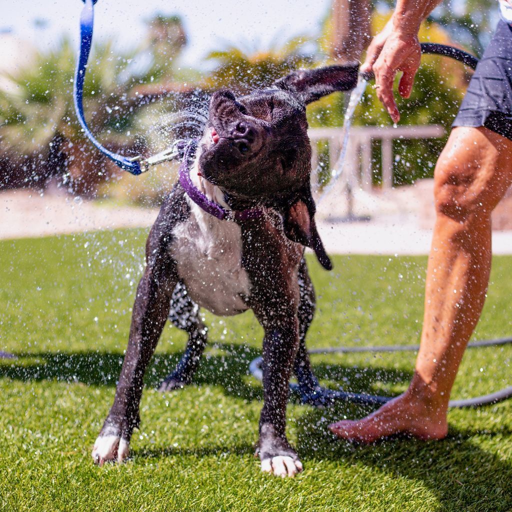 Enlarge Tonka, a Adoptable mixed breed in Phoenix, AZ image 4/10