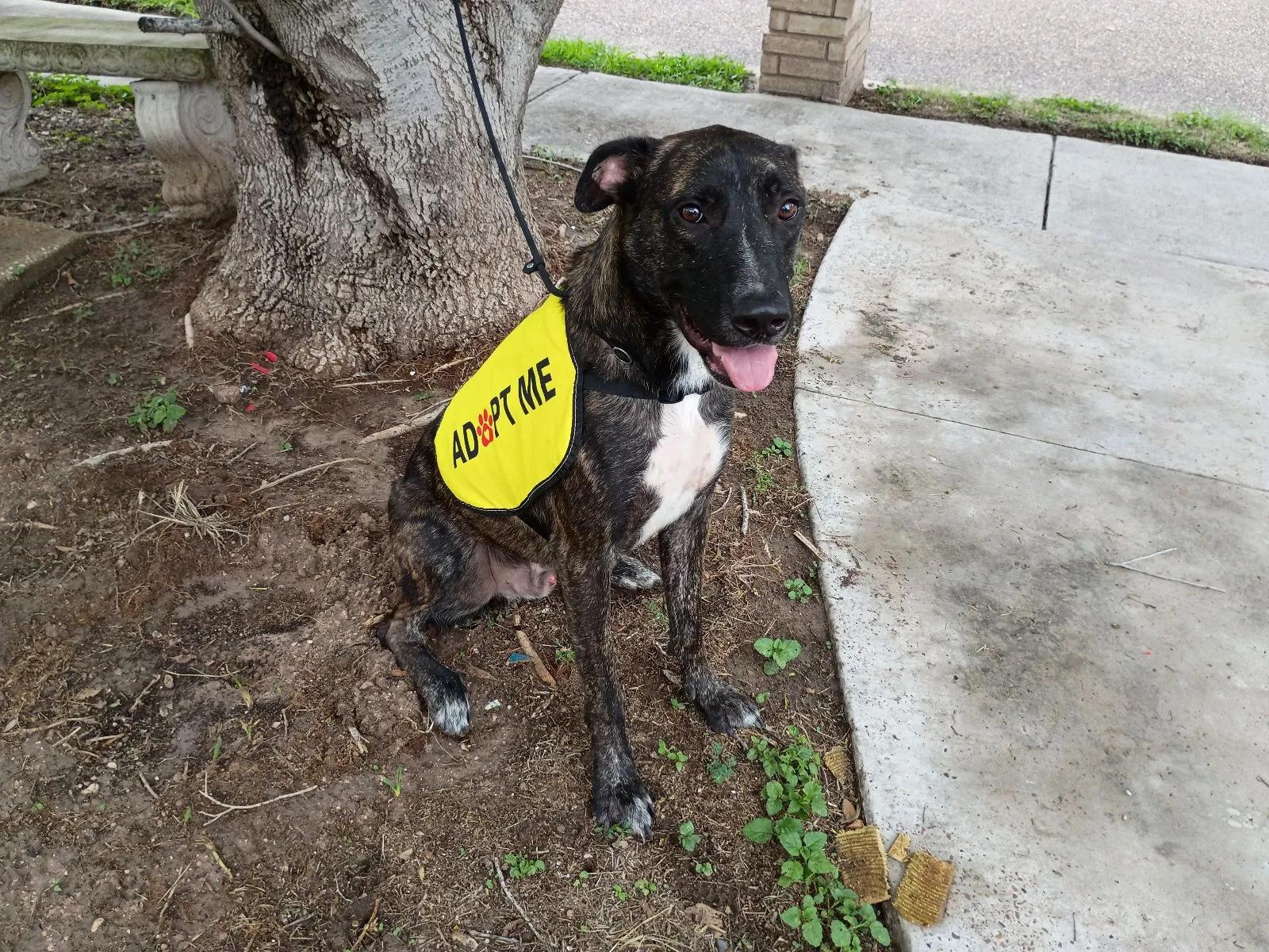 Enlarge Rodger, a Adoptable mixed breed in McAllen, TX image 2/4