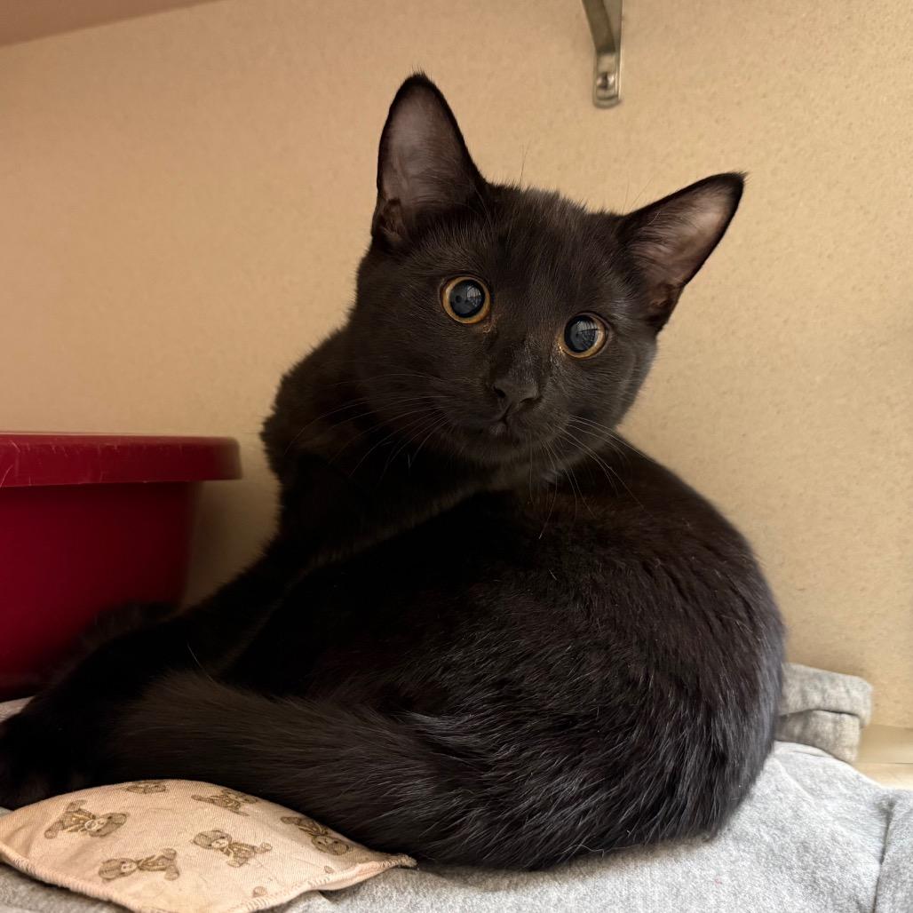 Andre, Adoptable, Kitten Male Domestic Short Hair.