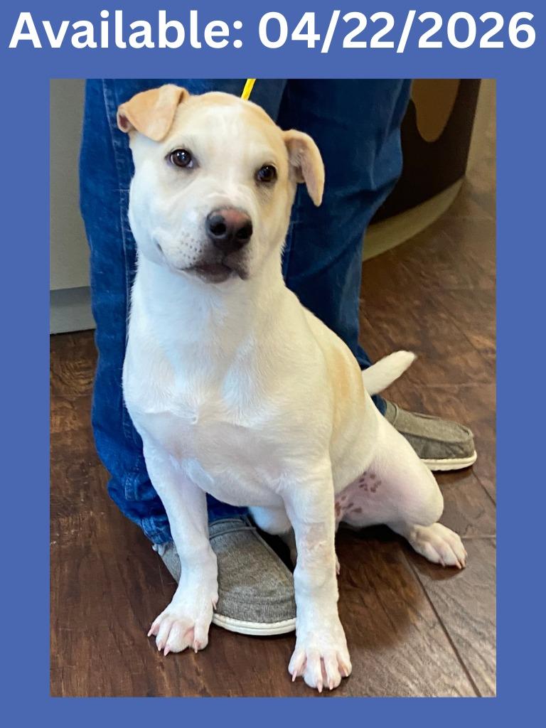 Dog Kennel #26 Beethoven, Adoptable, Puppy Male Shar-Pei & Mixed Breed.