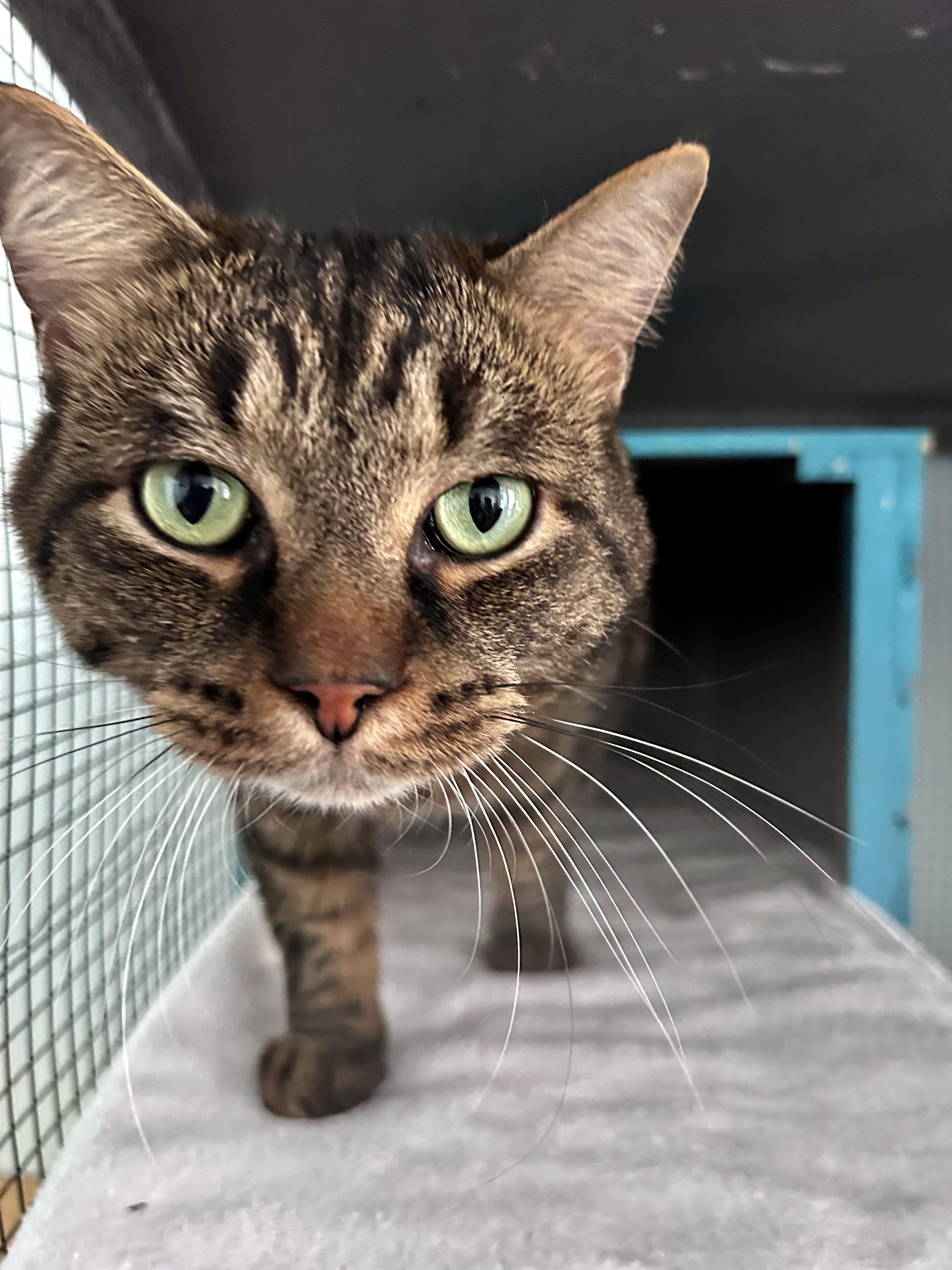 Enlarge Merle - ADOPTION PENDING, an adopted Tabby in Grand Rapids, MI image 4/6