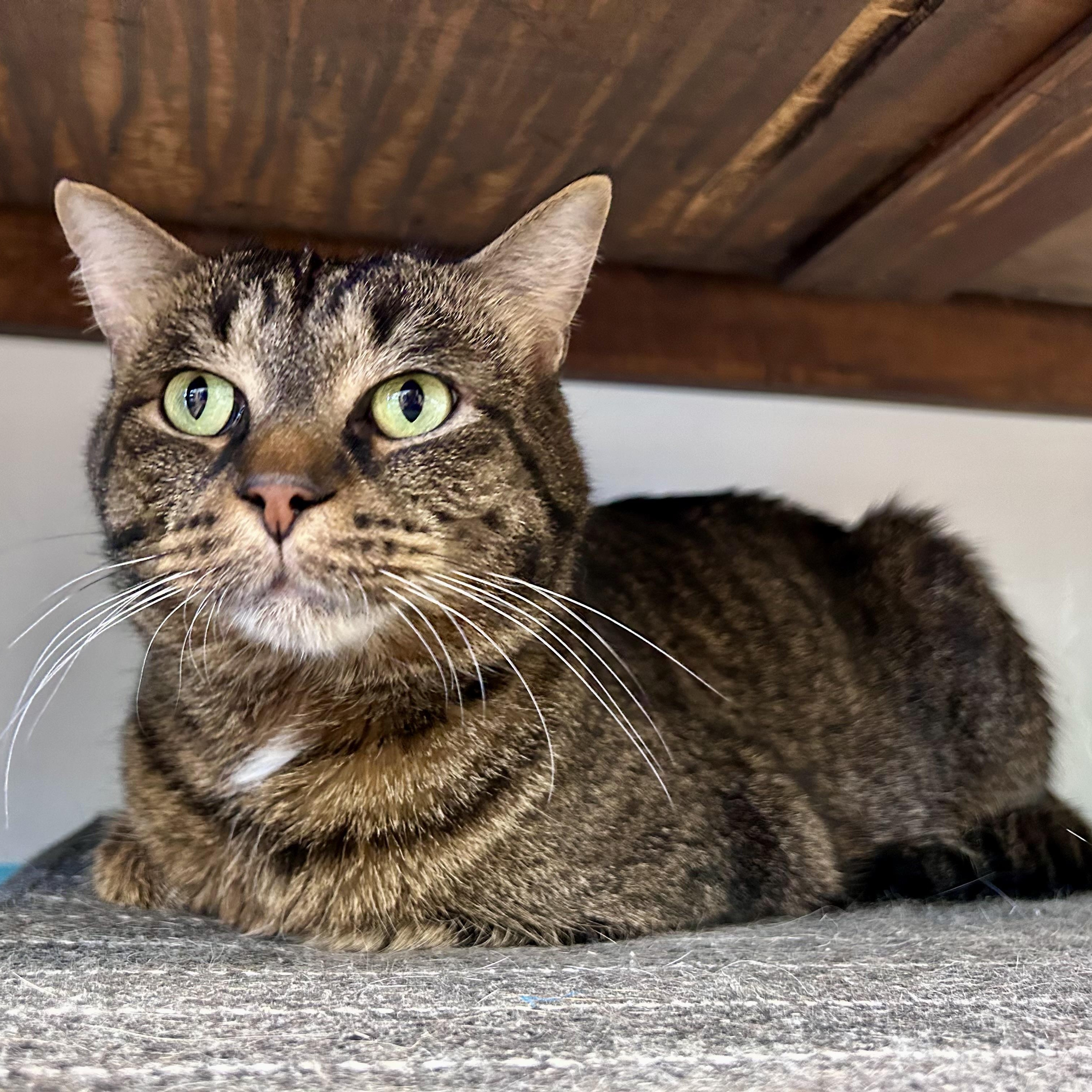 Merle, an adoptable Tabby in Grand Rapids, MI image 6/6