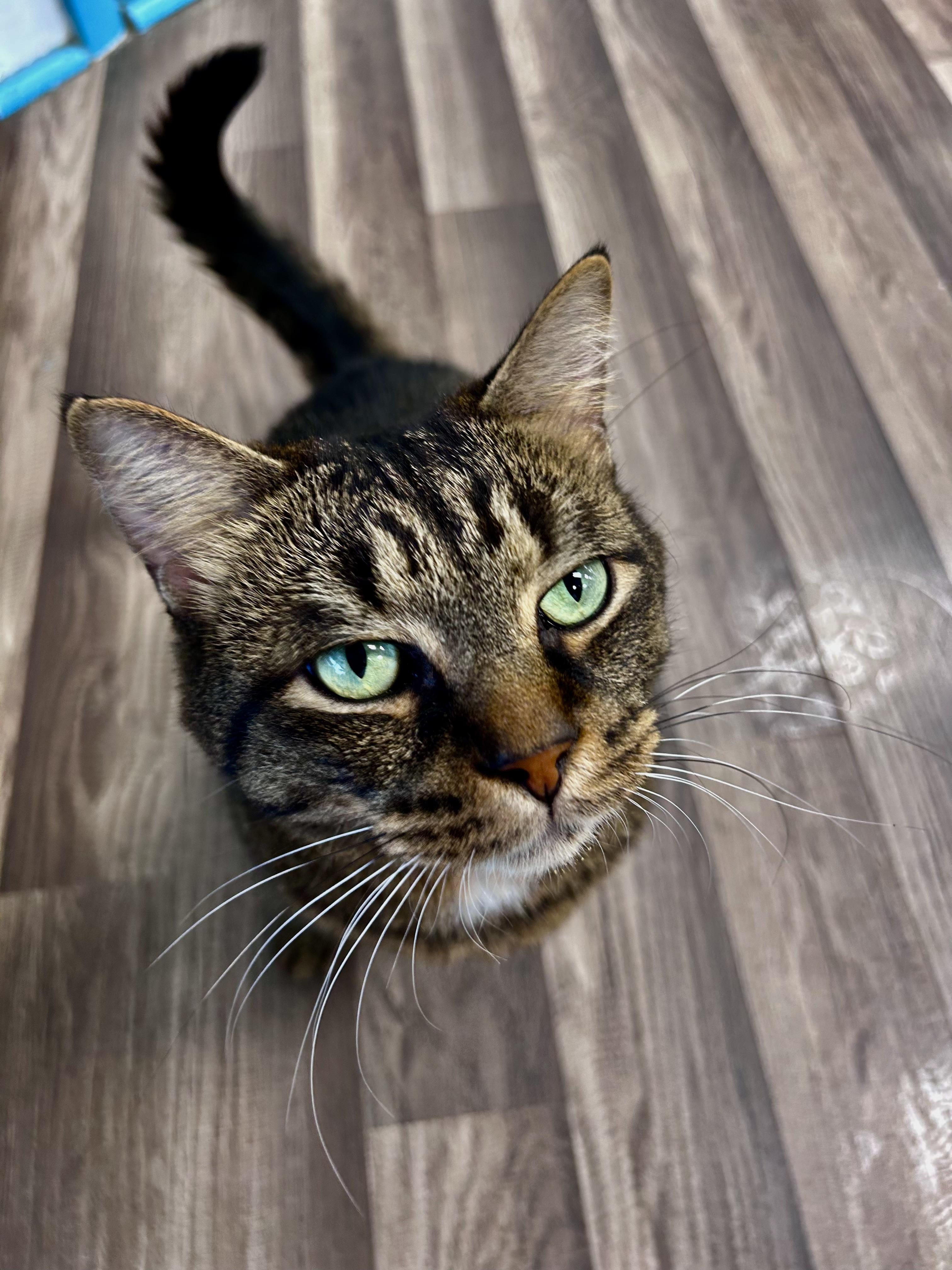 Enlarge Merle - ADOPTION PENDING, an adopted Tabby in Grand Rapids, MI image 1/6