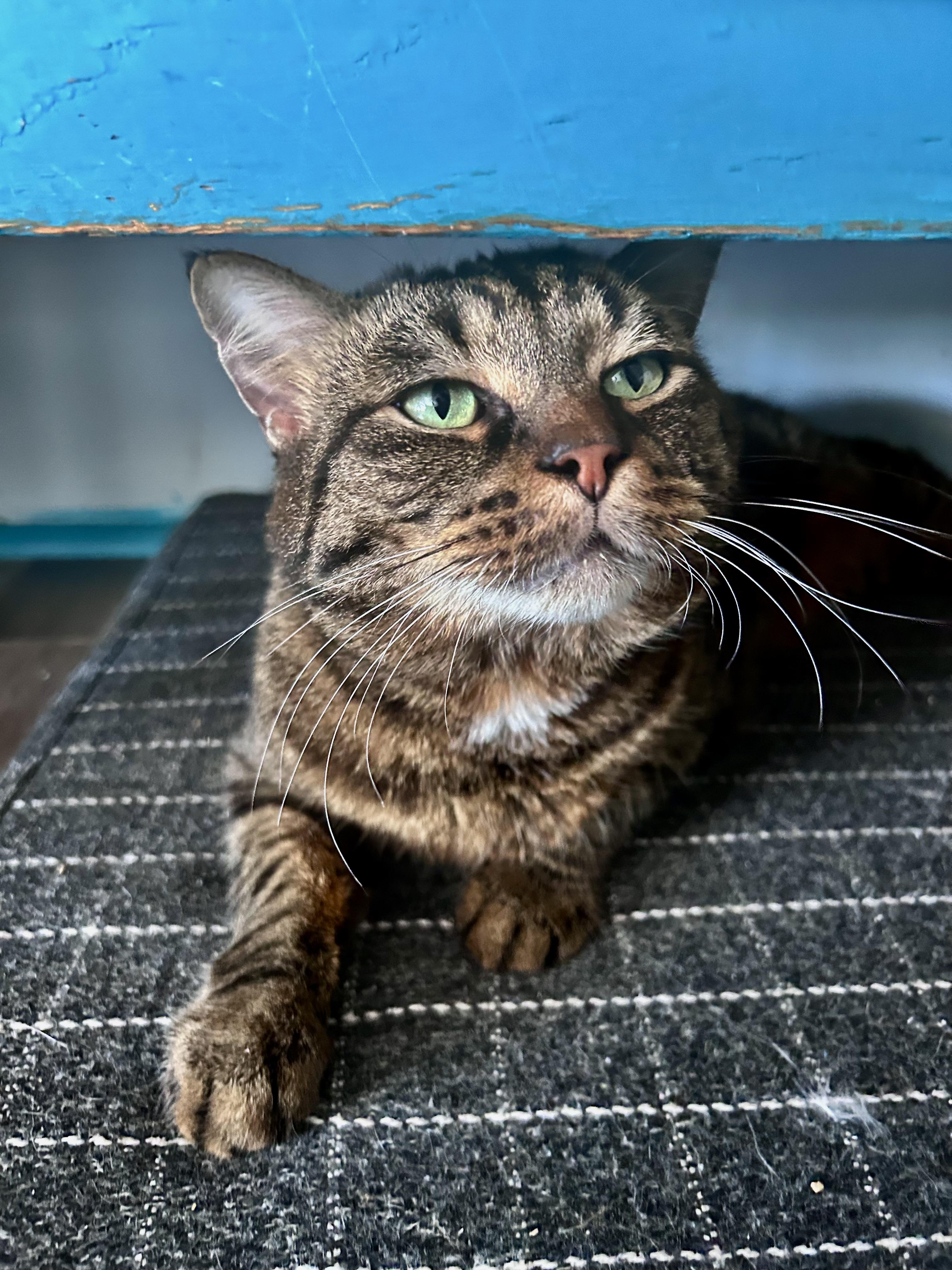 Enlarge Merle - ADOPTION PENDING, an adopted Tabby in Grand Rapids, MI image 2/6