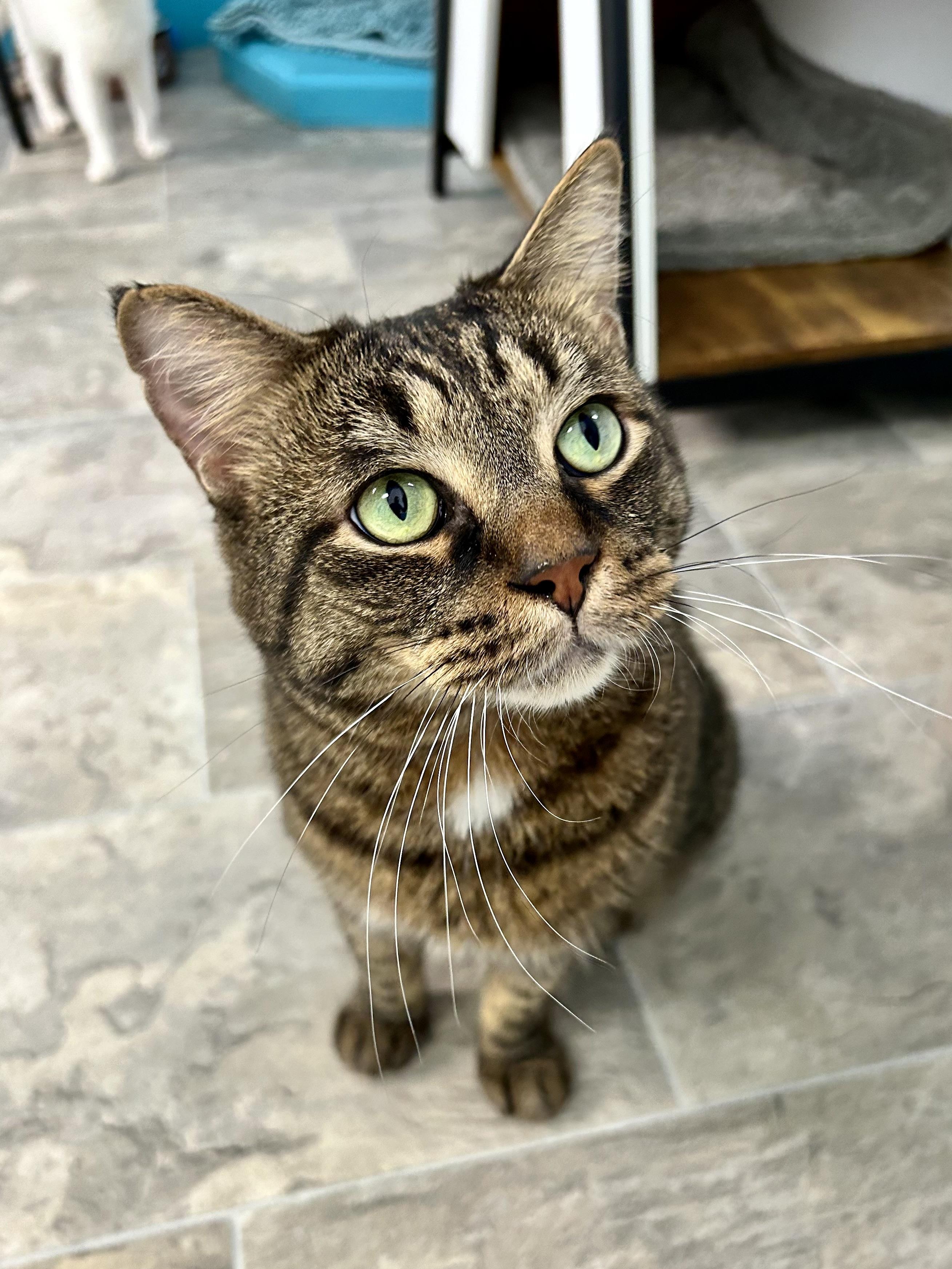 Enlarge Merle, an adoptable Tabby in Grand Rapids, MI image 4/6