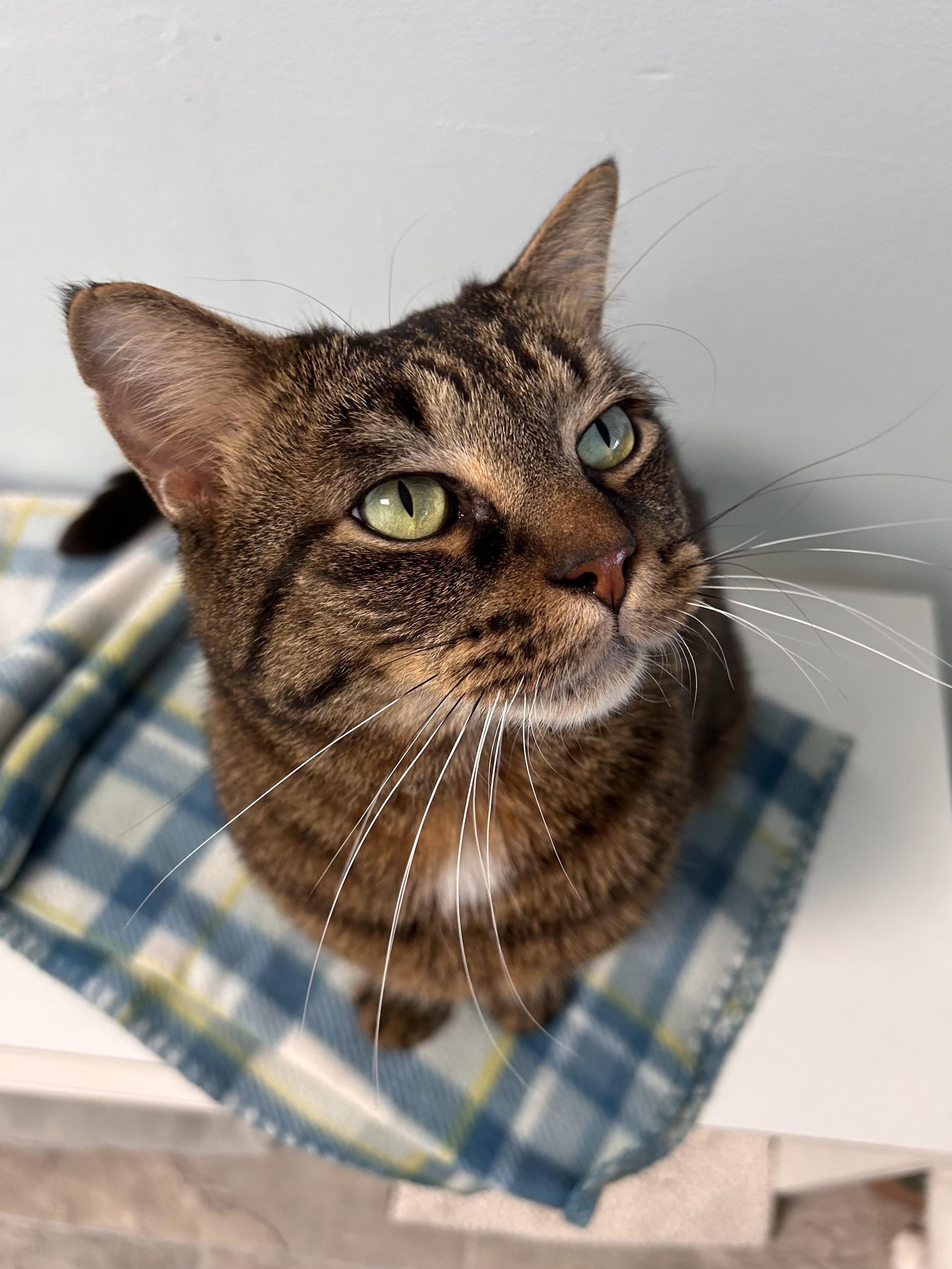 Enlarge Merle, an adoptable Tabby in Grand Rapids, MI image 3/6