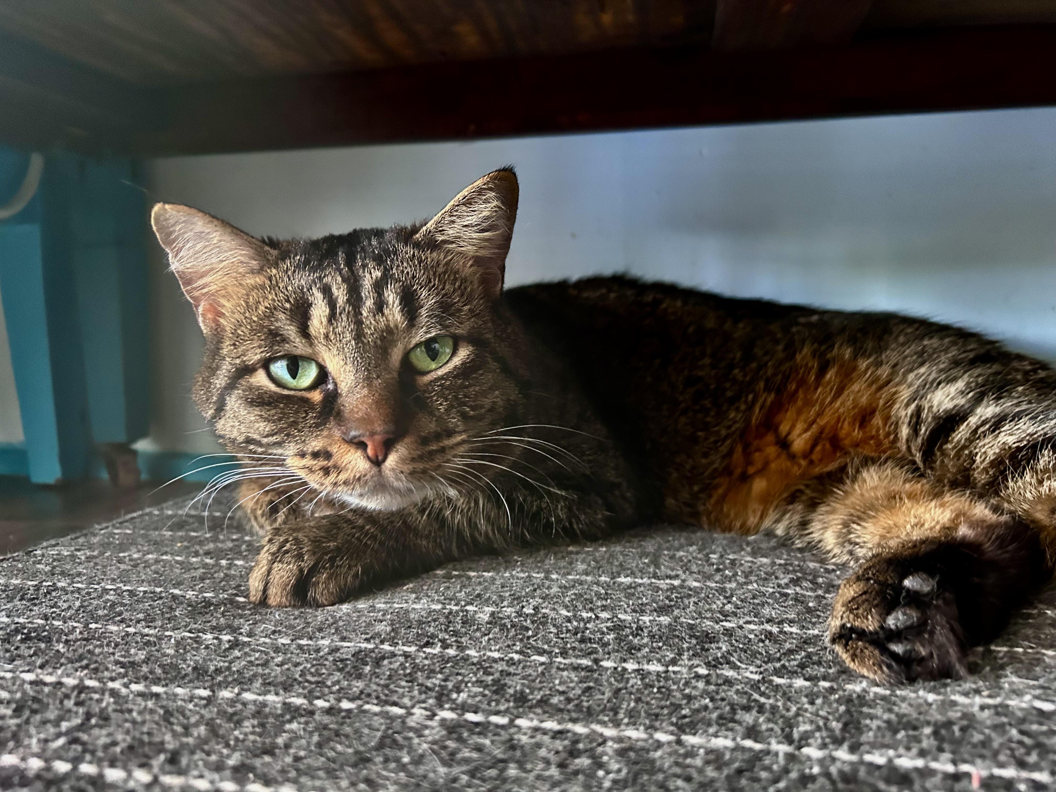 Enlarge Merle - ADOPTION PENDING, an adopted Tabby in Grand Rapids, MI image 6/6