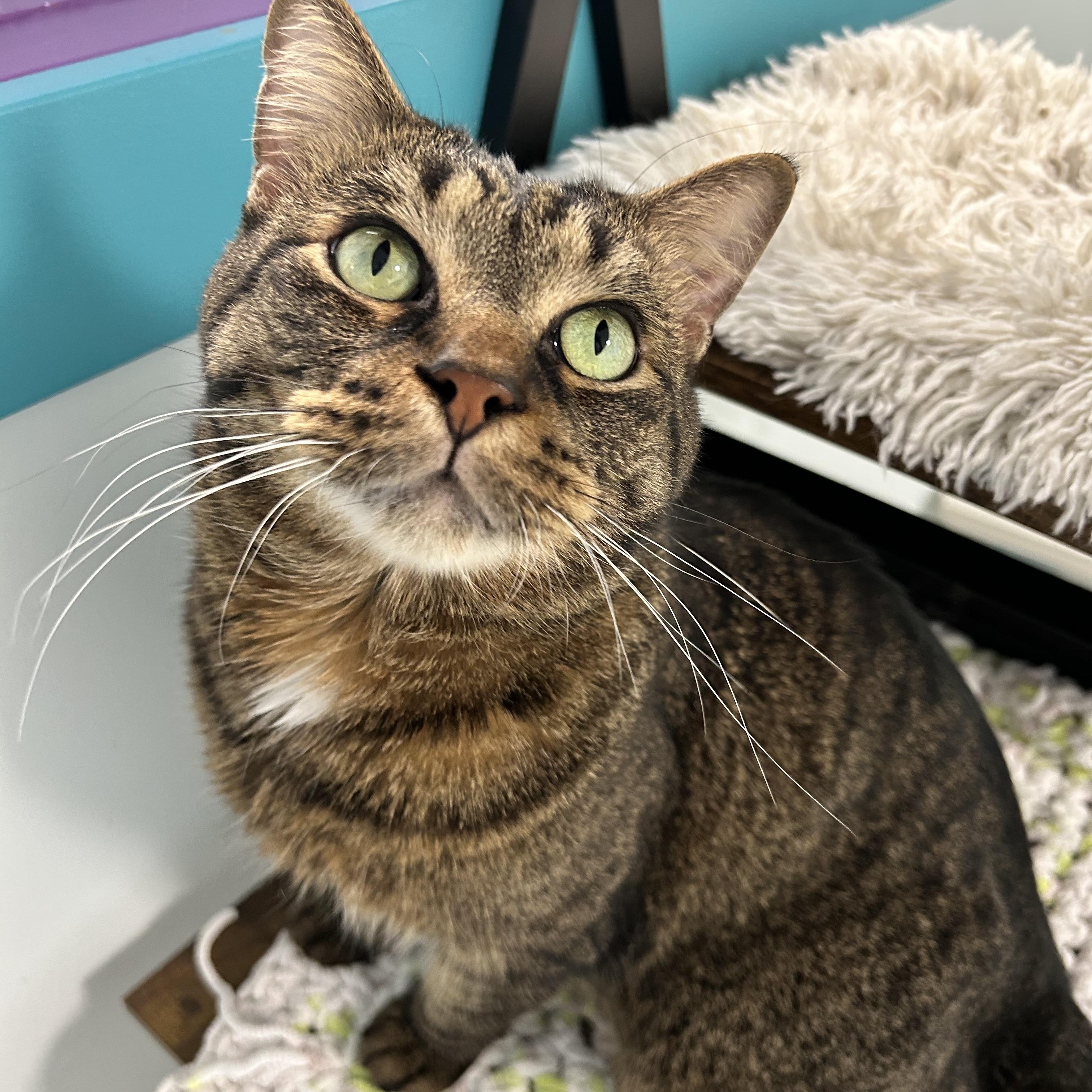 Enlarge Merle, an adoptable Tabby in Grand Rapids, MI image 2/6