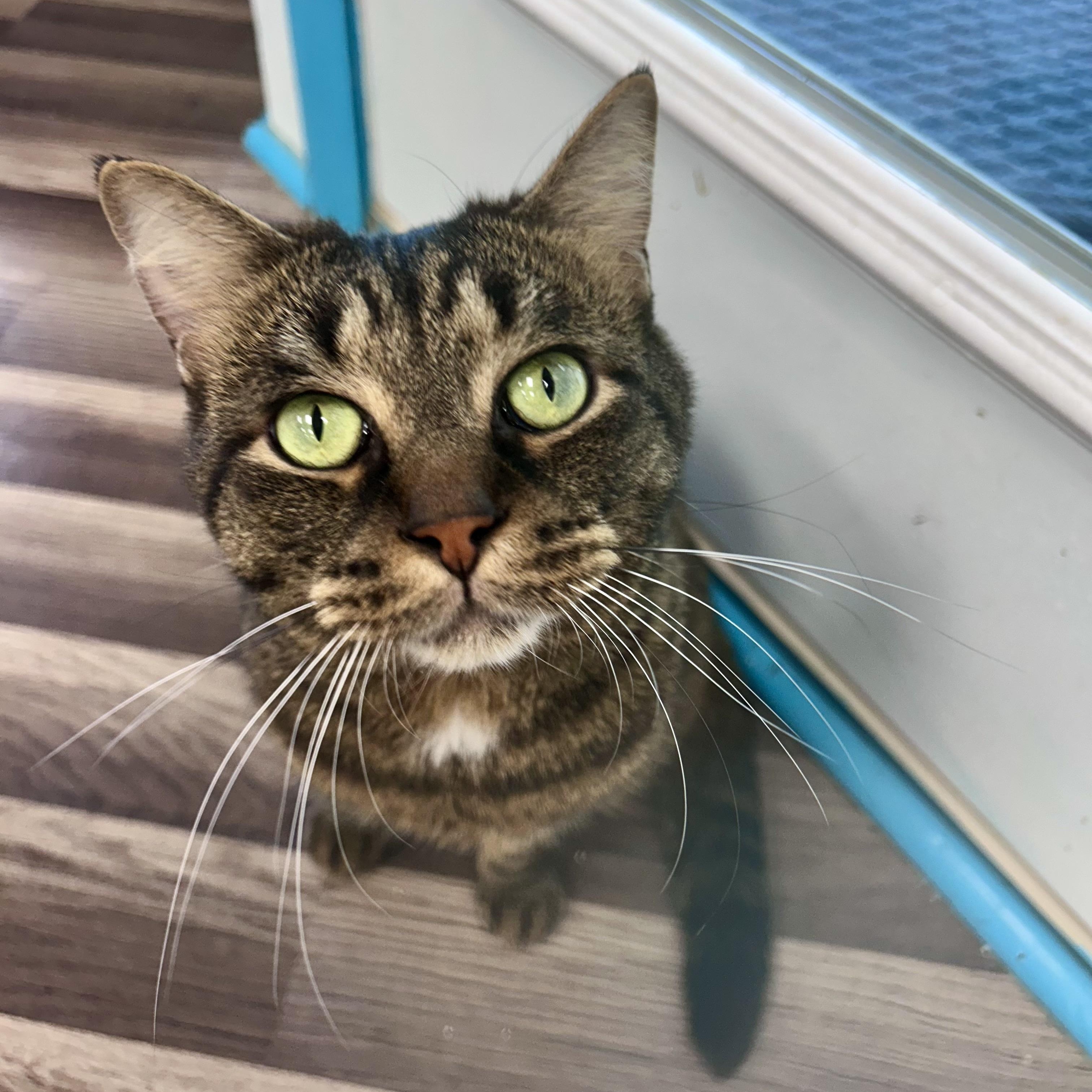 Enlarge Merle - ADOPTION PENDING, an adopted Tabby in Grand Rapids, MI image 3/6