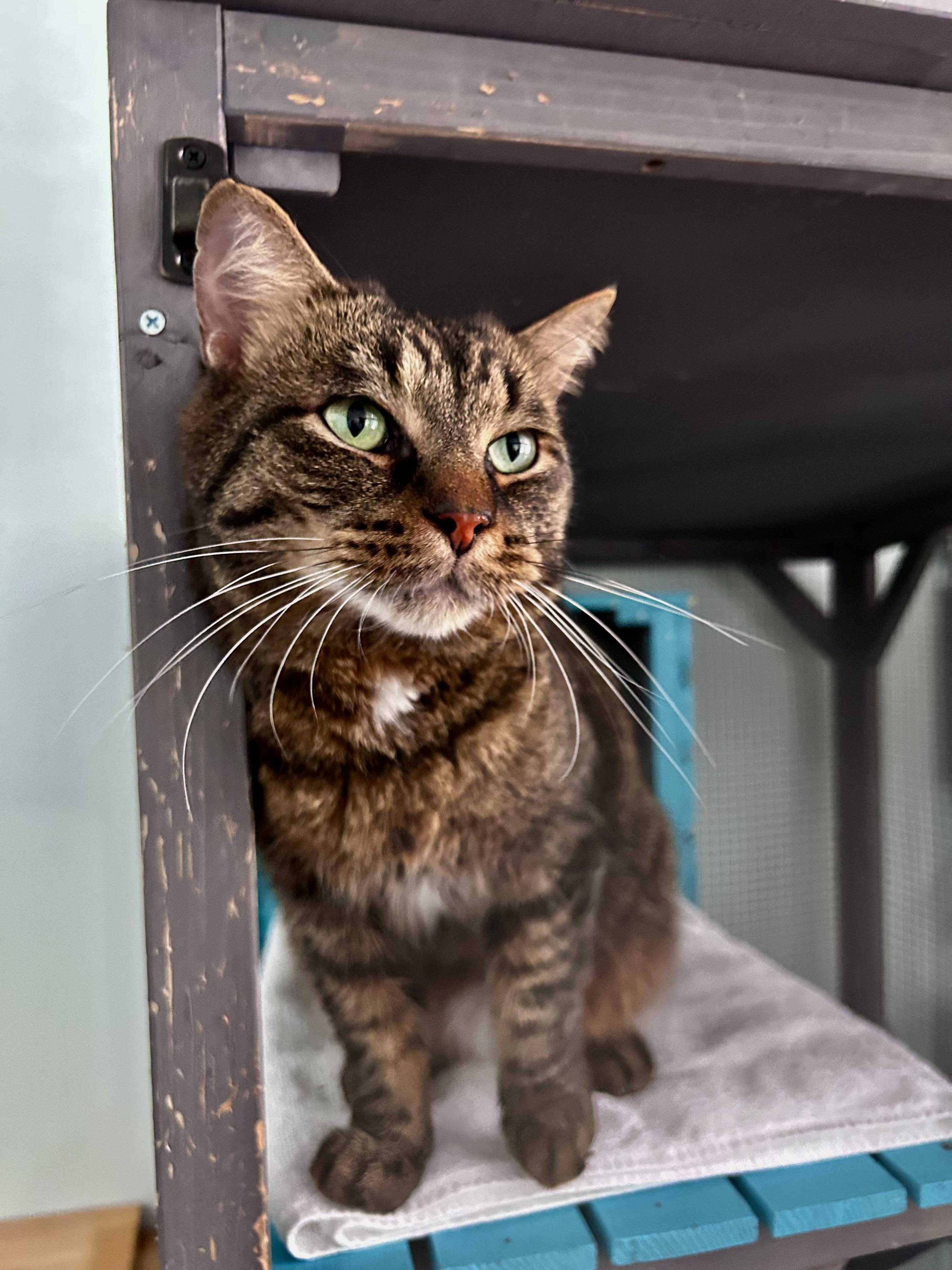 Enlarge Merle - ADOPTION PENDING, an adopted Tabby in Grand Rapids, MI image 5/6