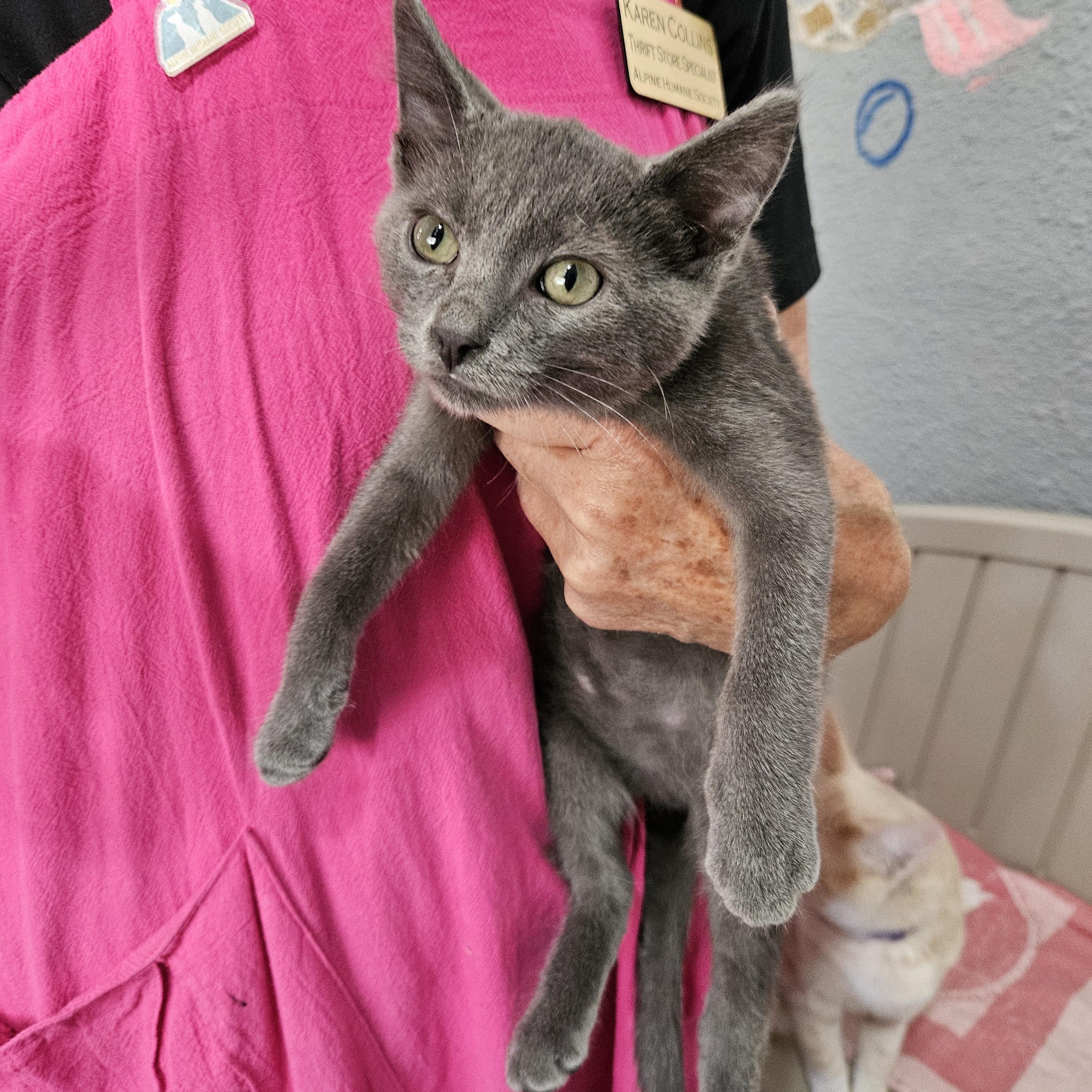 Chip, Adoptable, Young Male Domestic Short Hair.