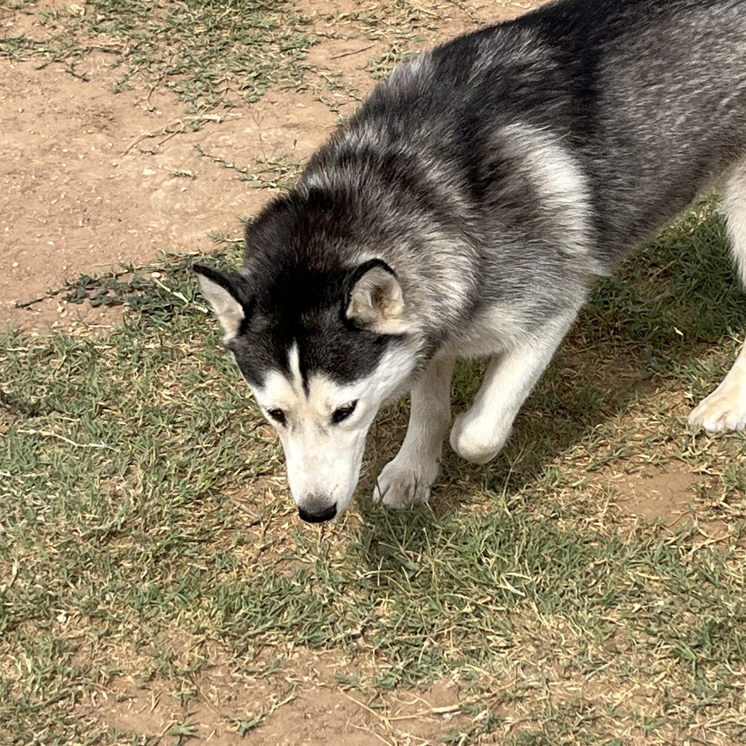 Draga, a Adoptable Siberian Husky in Levelland, TX image 2/6