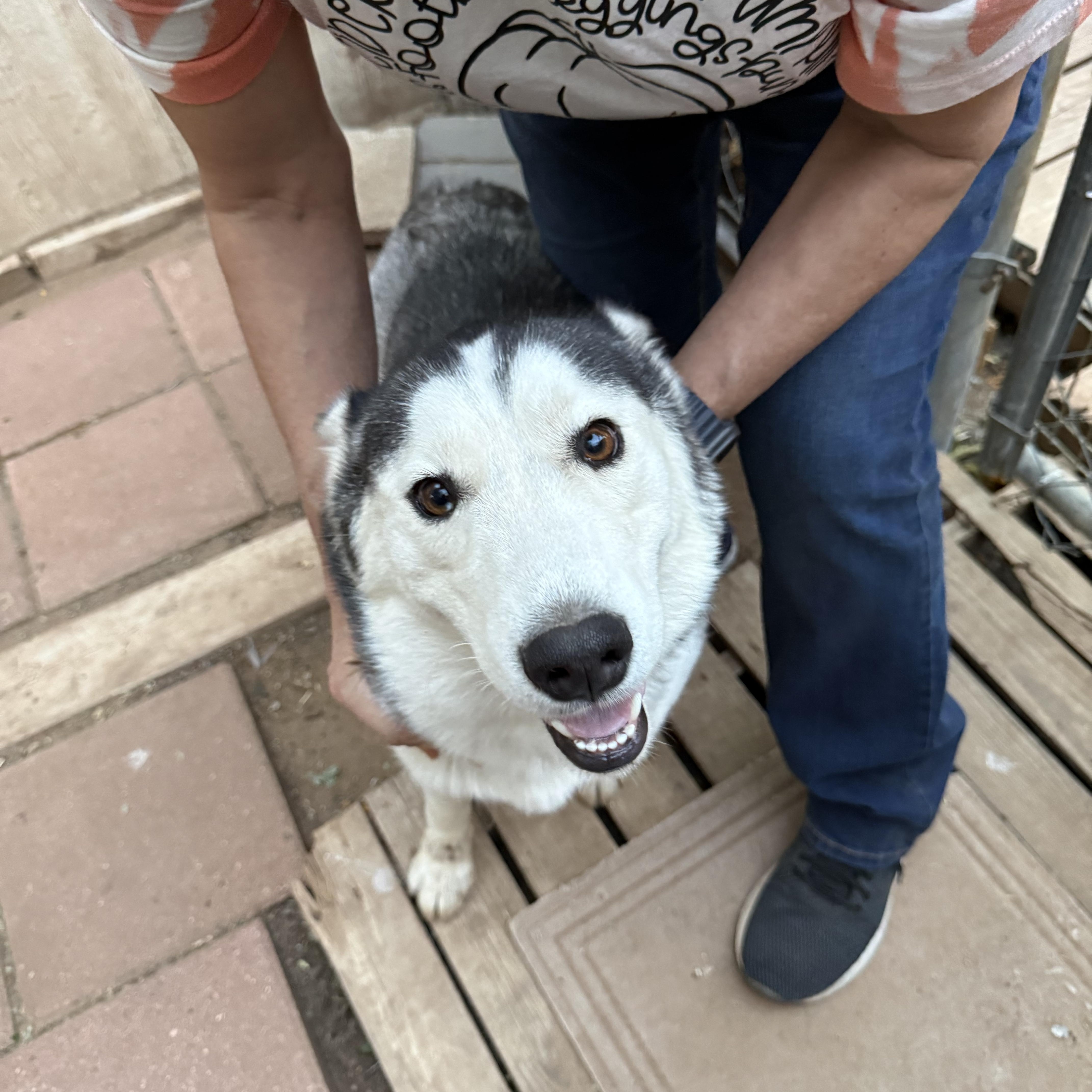 Draga, a Adoptable Siberian Husky in Levelland, TX image 5/6