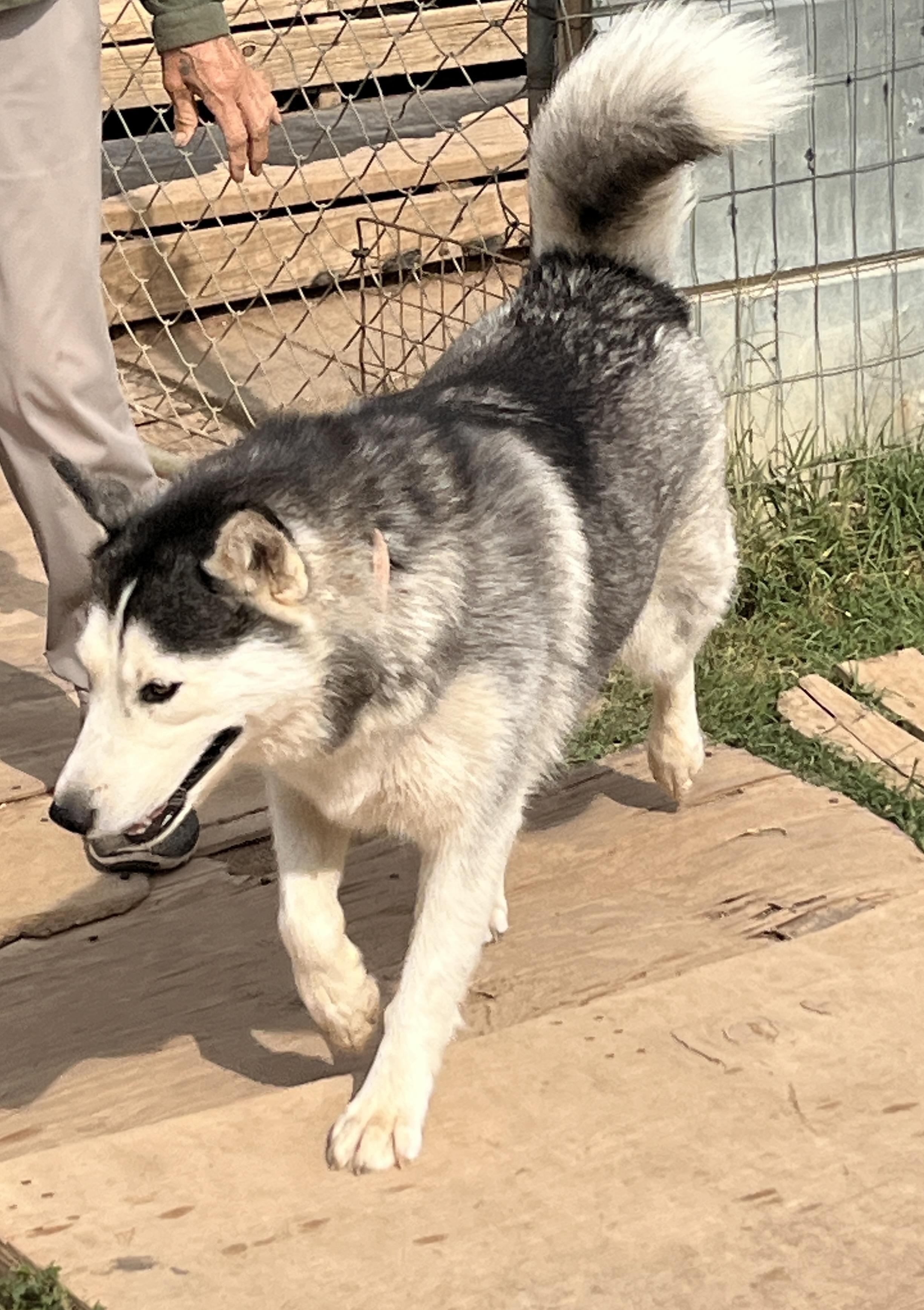 Draga, a Adoptable Siberian Husky in Levelland, TX image 3/6