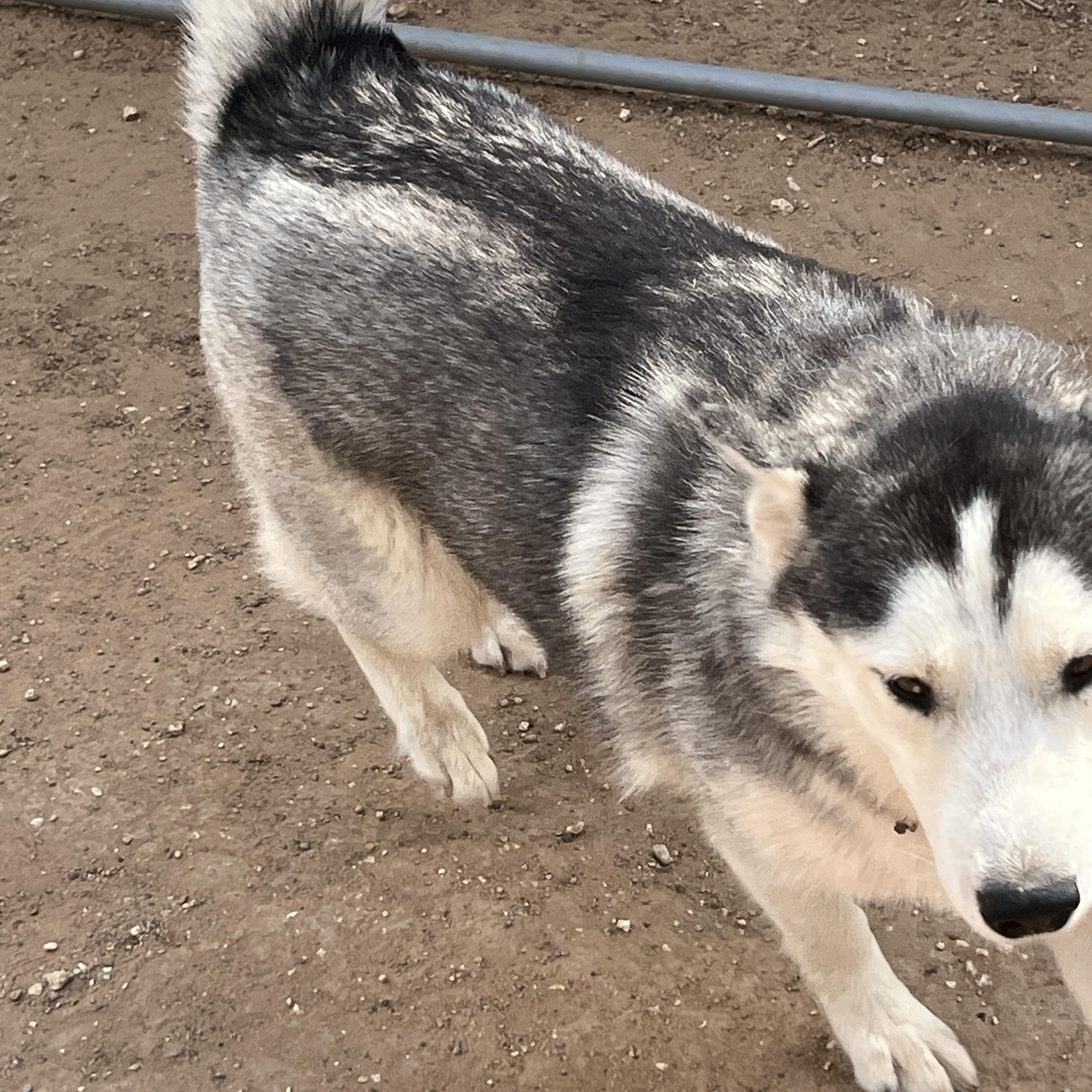 Draga, a Adoptable Siberian Husky in Levelland, TX image 1/6