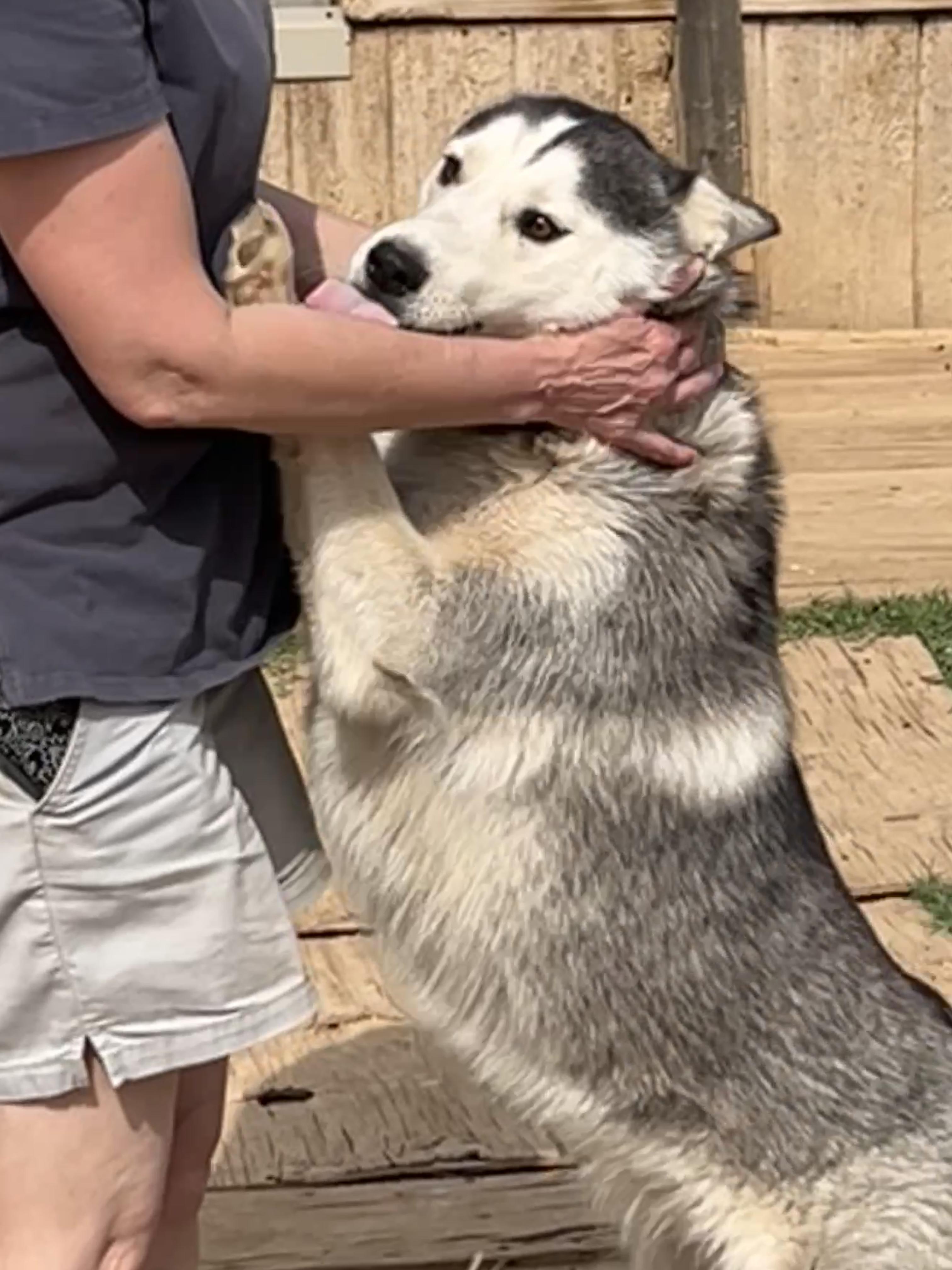 Draga, a Adoptable Siberian Husky in Levelland, TX image 4/6
