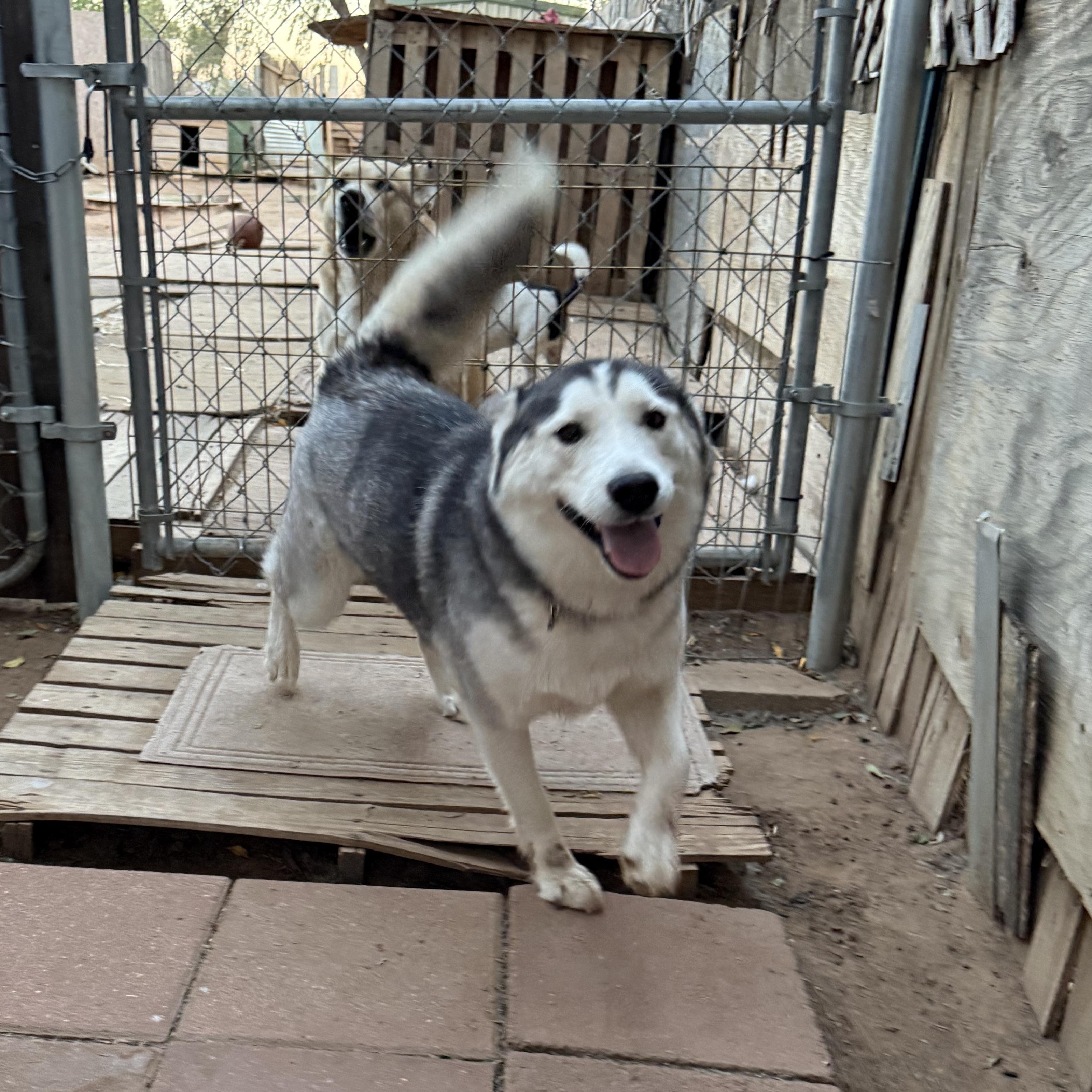 Draga, a Adoptable Siberian Husky in Levelland, TX image 6/6