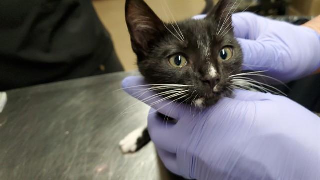 Enlarge COSMOPOLITAN, a Adoptable Domestic Short Hair in Aurora, IL image 1/1