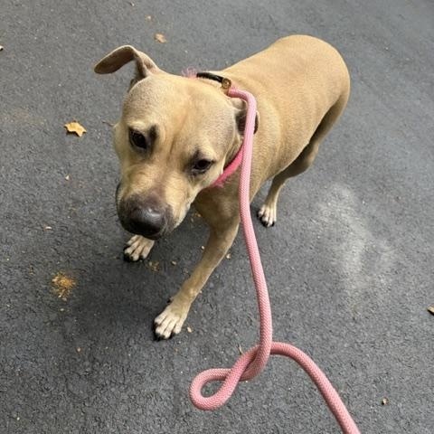 Enlarge Stella, a Adoptable Pit Bull Terrier in Hummelstown, PA image 5/6