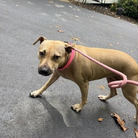 Stella, Adoptable, Adult Female Pit Bull Terrier.