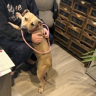 Enlarge Stella, a Adoptable Pit Bull Terrier in Hummelstown, PA image 2/6