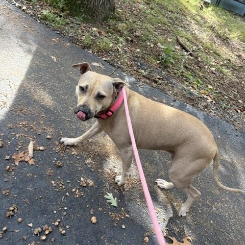 Enlarge Stella, a Adoptable Pit Bull Terrier in Hummelstown, PA image 3/6