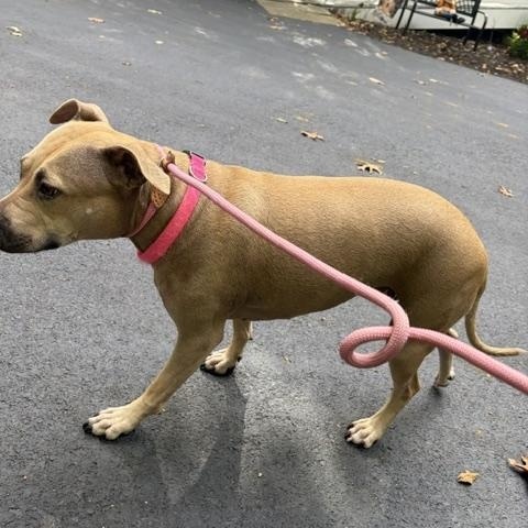 Enlarge Stella, a Adoptable Pit Bull Terrier in Hummelstown, PA image 6/6