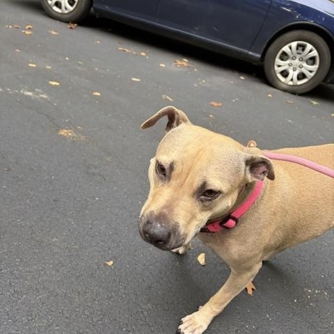 Enlarge Stella, a Adoptable Pit Bull Terrier in Hummelstown, PA image 4/6