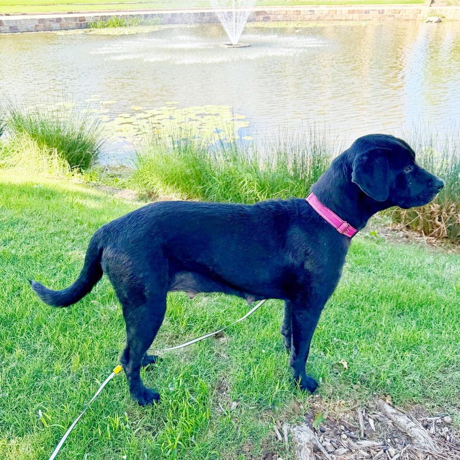 Enlarge Nika, a Adoptable Black Labrador Retriever in Flower Mound, TX image 2/4
