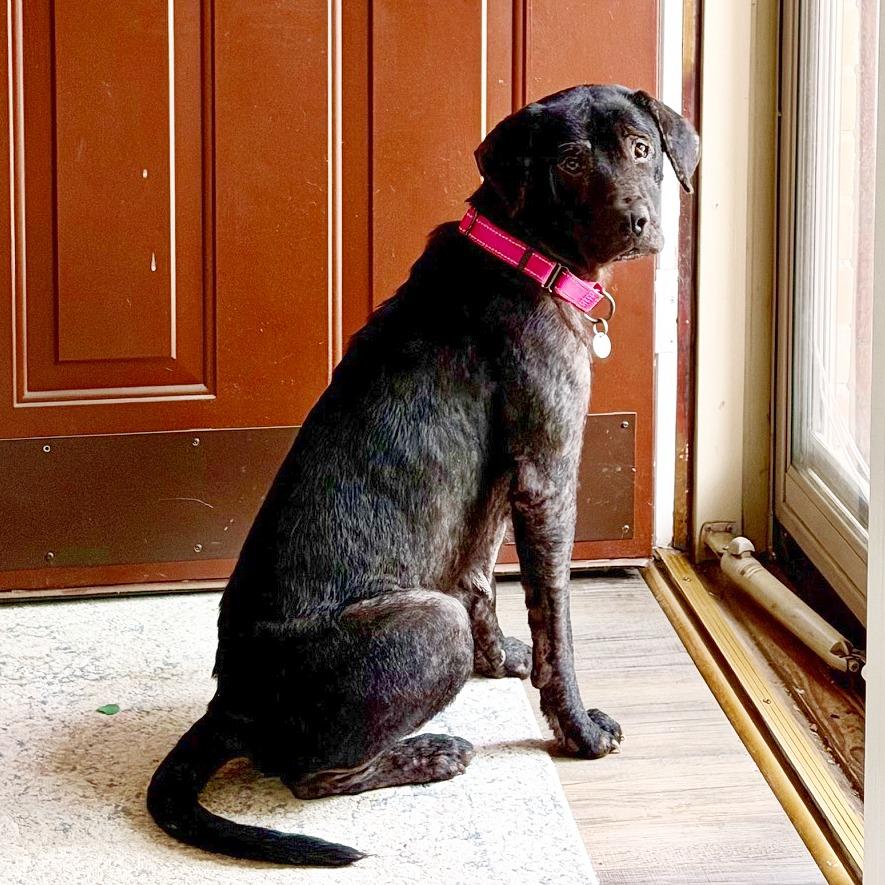 Enlarge Nika, a Adoptable Black Labrador Retriever in Flower Mound, TX image 3/4