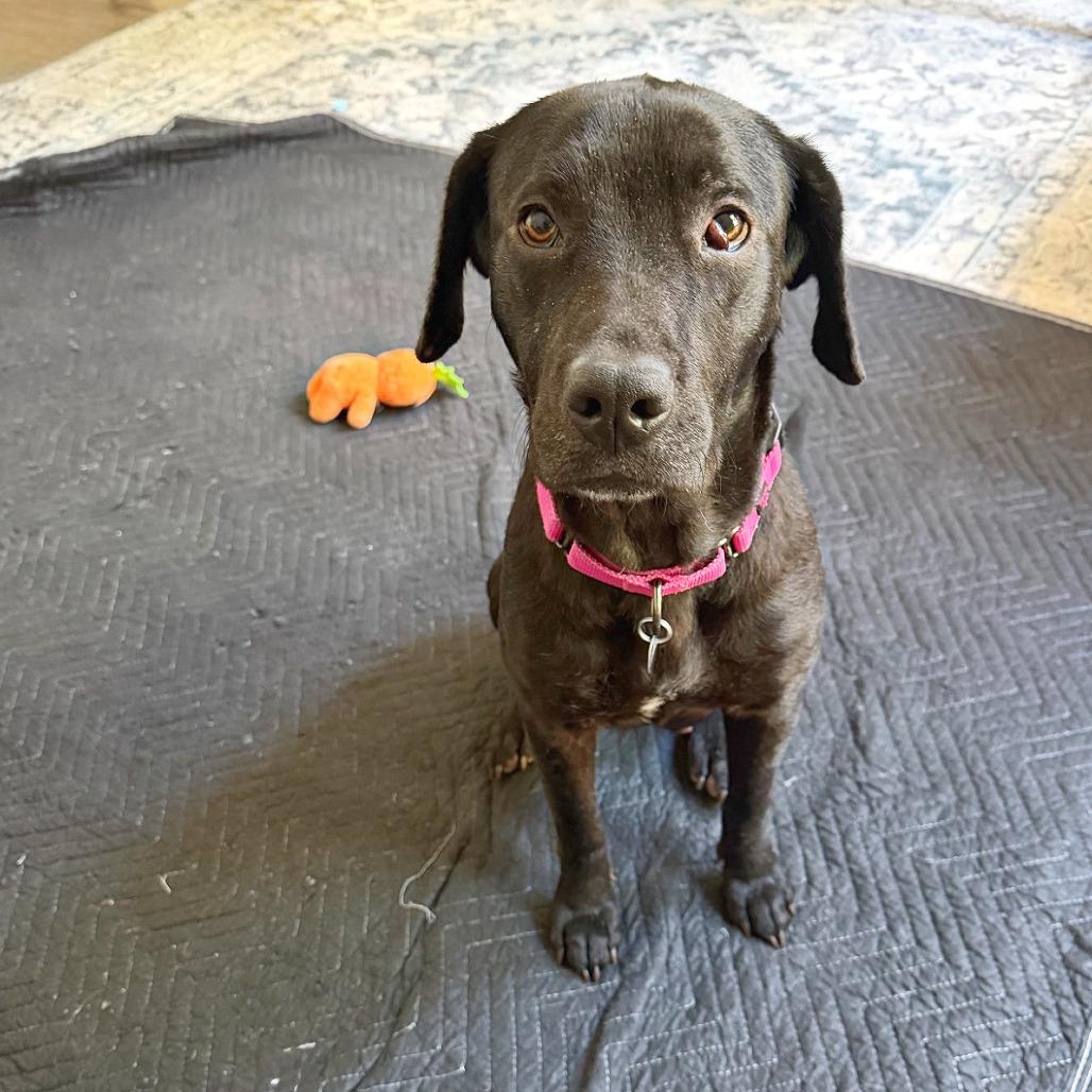Enlarge Nika, a Adoptable Black Labrador Retriever in Flower Mound, TX image 4/4