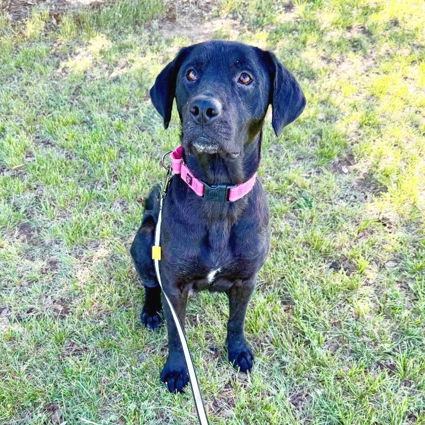 Enlarge Nika, a Adoptable Black Labrador Retriever in Flower Mound, TX image 1/4