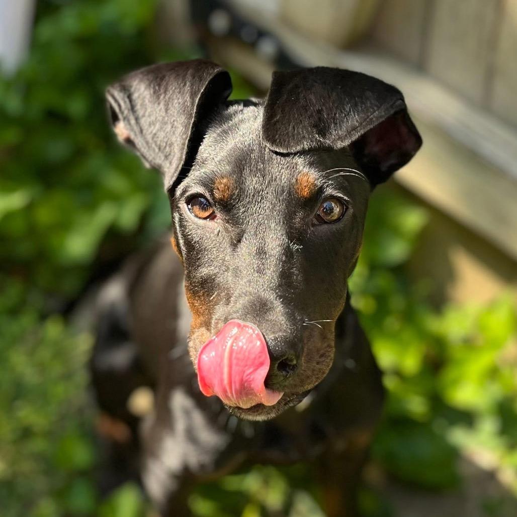 Cristina Yang, Adoptable, Puppy Female Mixed Breed.
