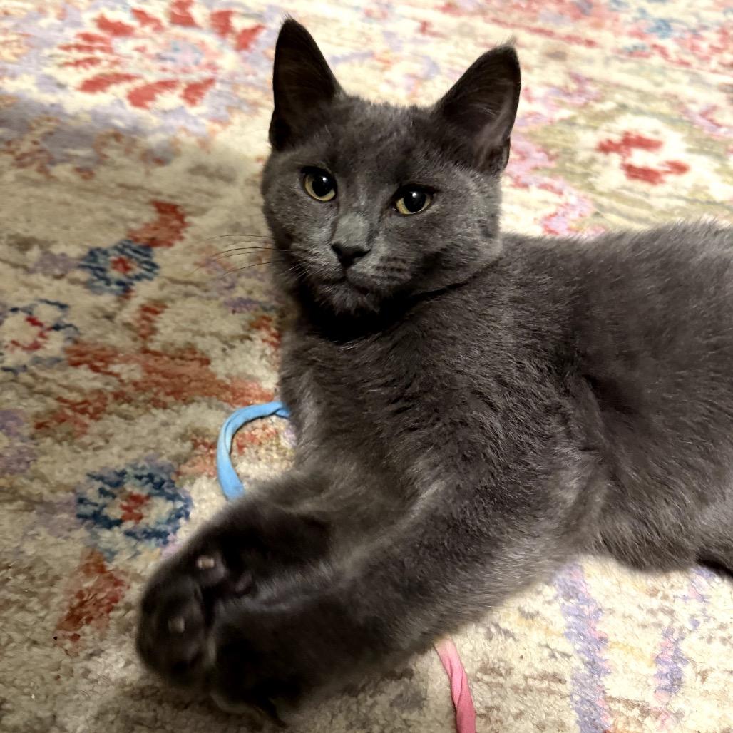 Gazpacho thumbnail 2