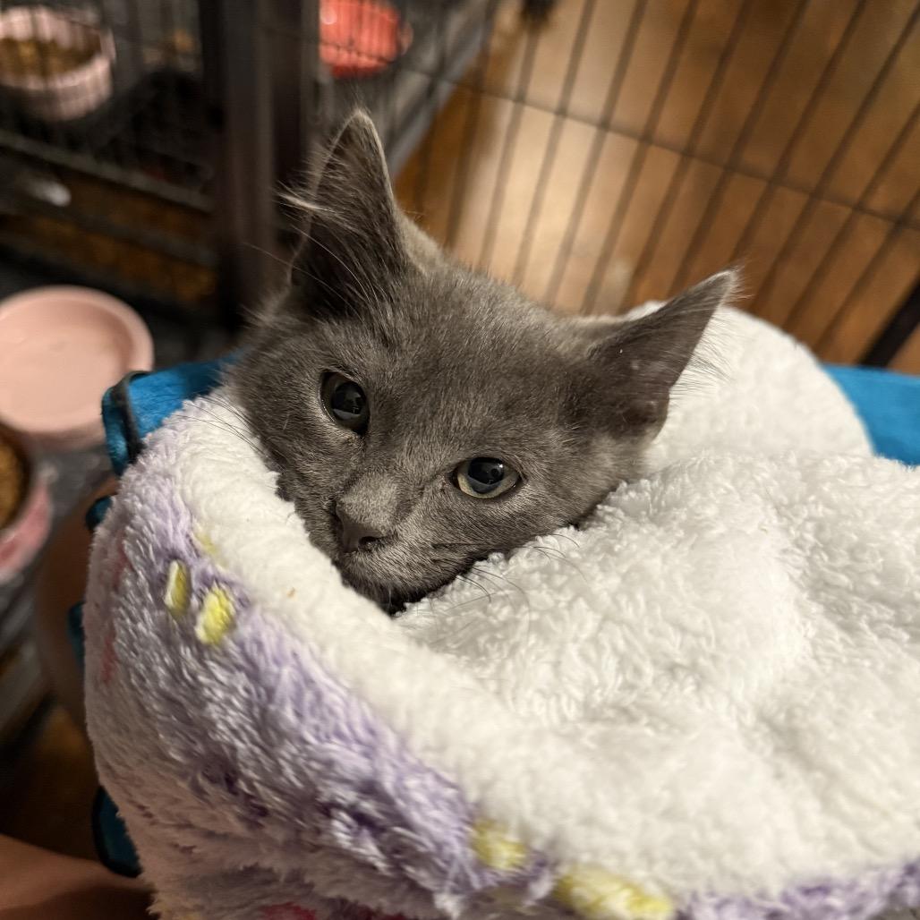 Gazpacho thumbnail 3