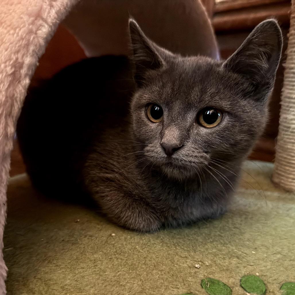 Gazpacho thumbnail 4