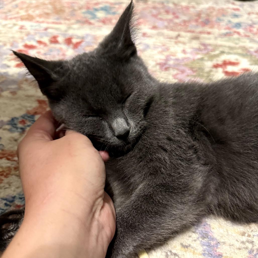 Gazpacho thumbnail 5