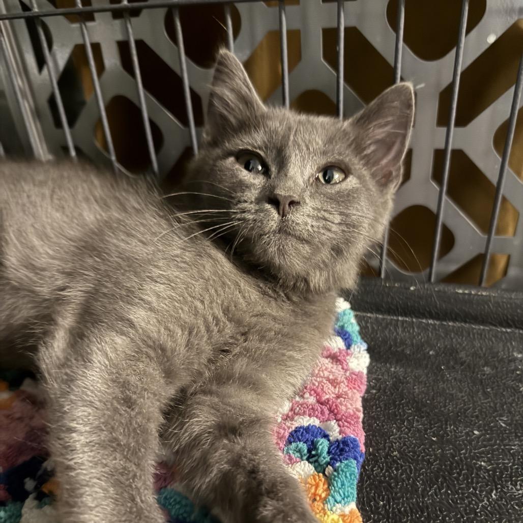 Gazpacho thumbnail 6