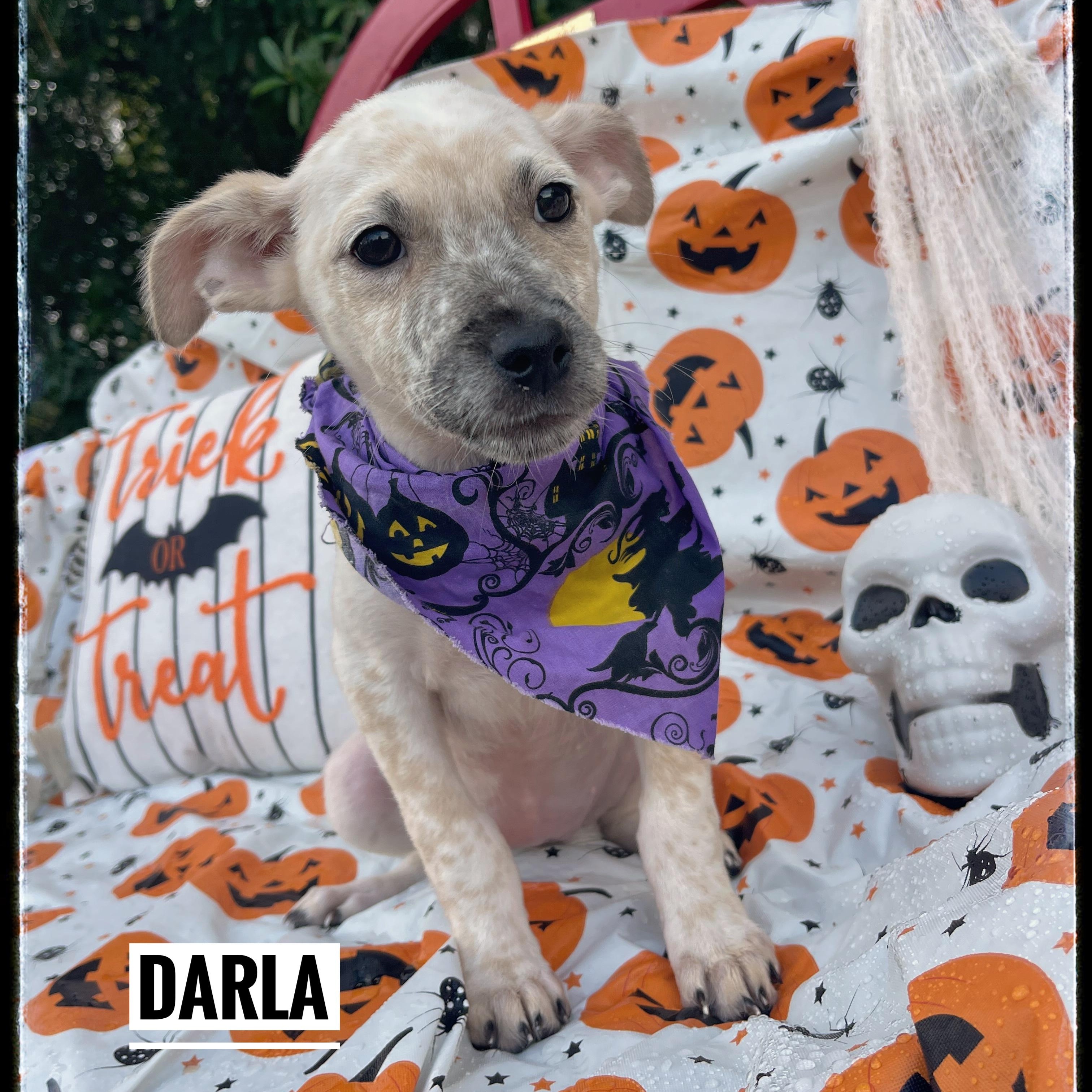 Darla