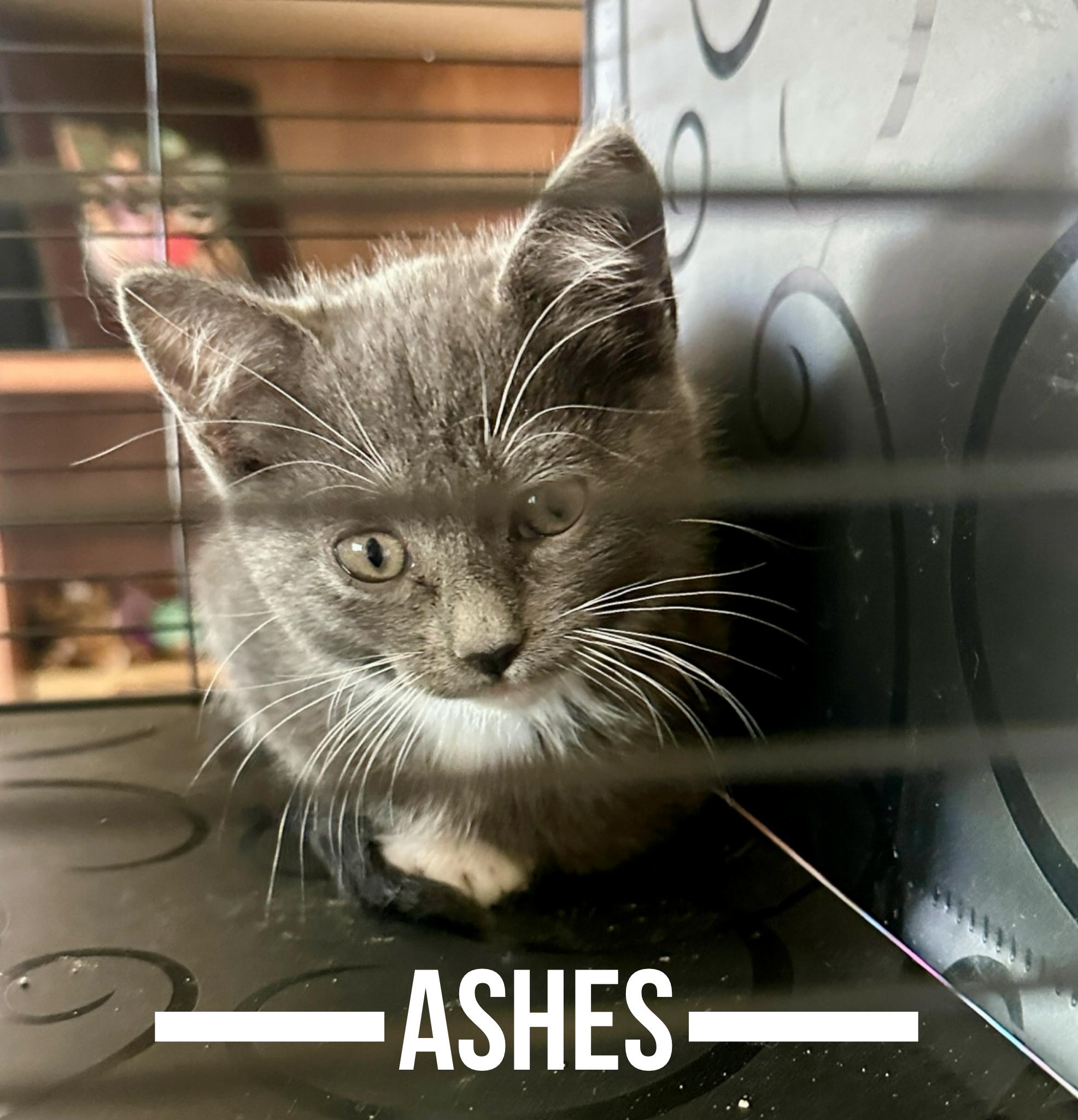 Enlarge Ashes, a Adopted mixed breed in Lodi, CA image 1/1
