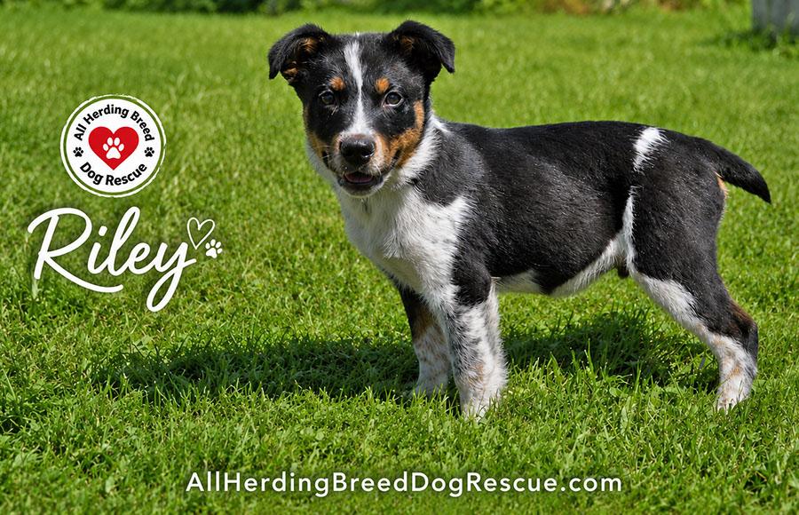 Riley, a ADOPTABLE mixed breed in Joliet, IL image 3/4